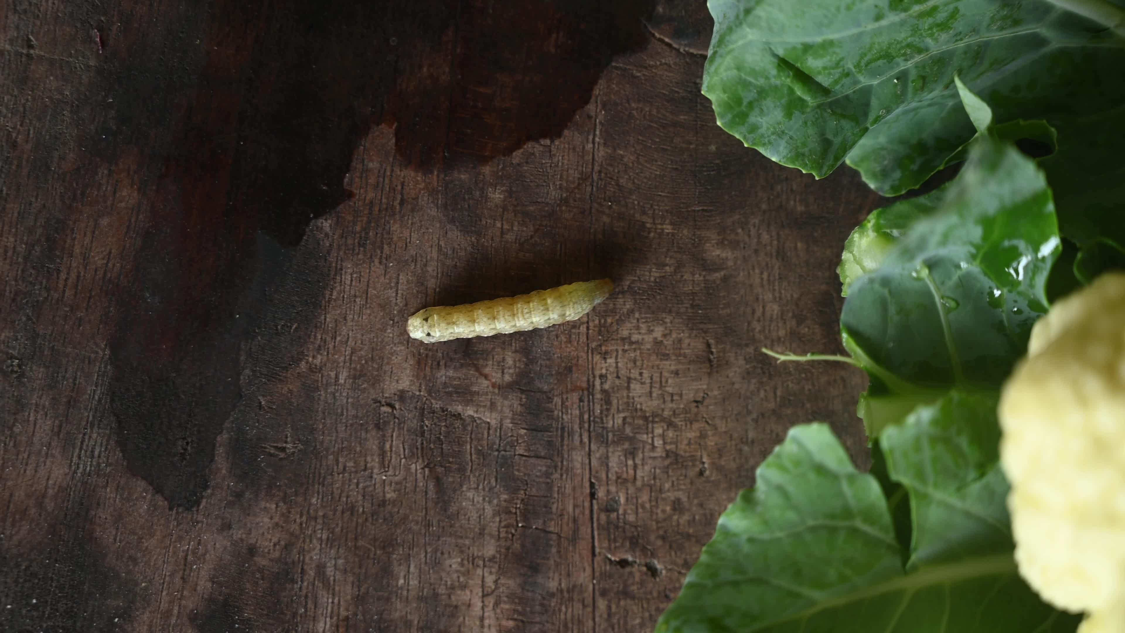 Animal India - Worms In Cauliflower - Pest 