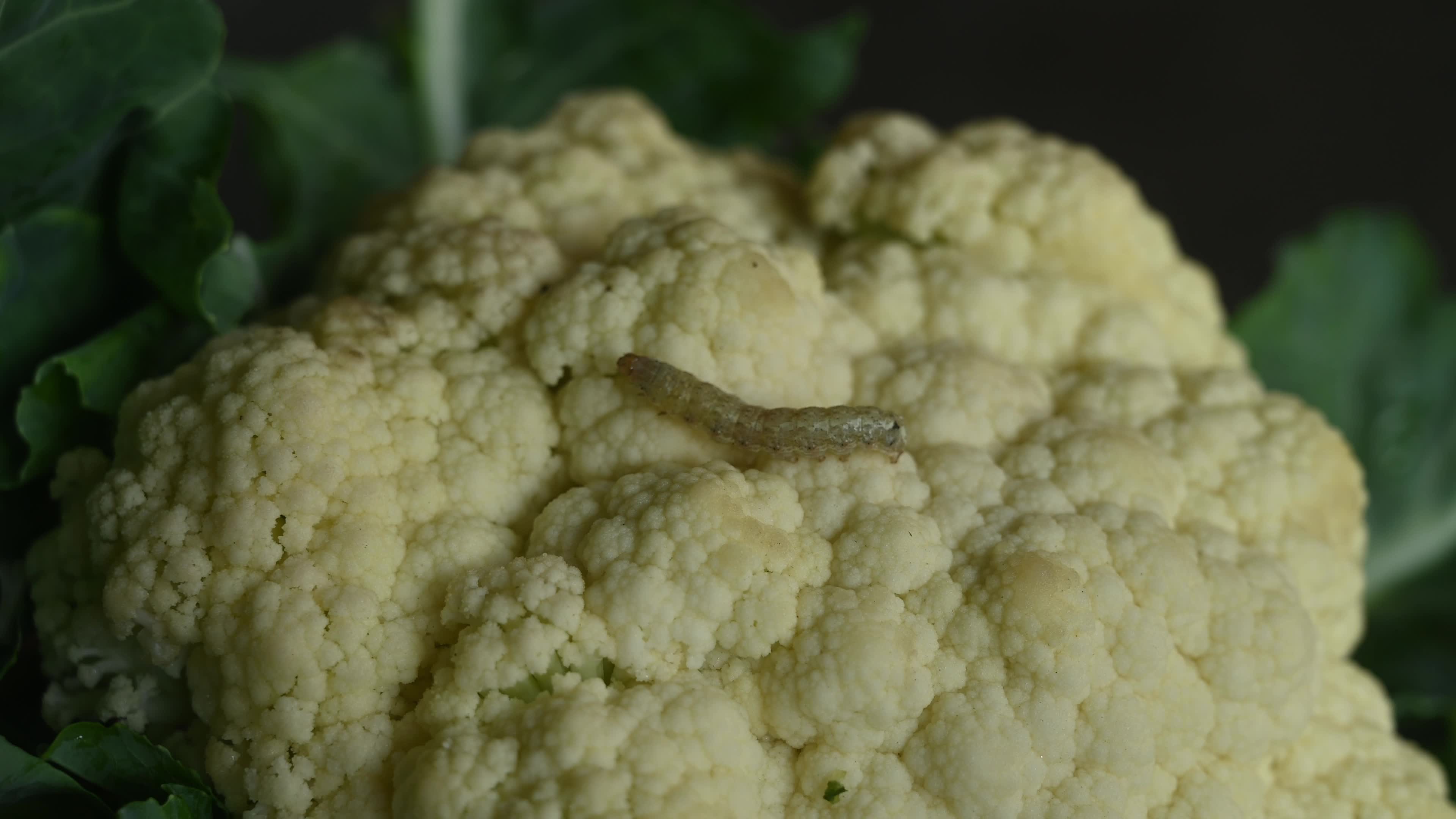 Animal India - Worms In Cauliflower - Pest 