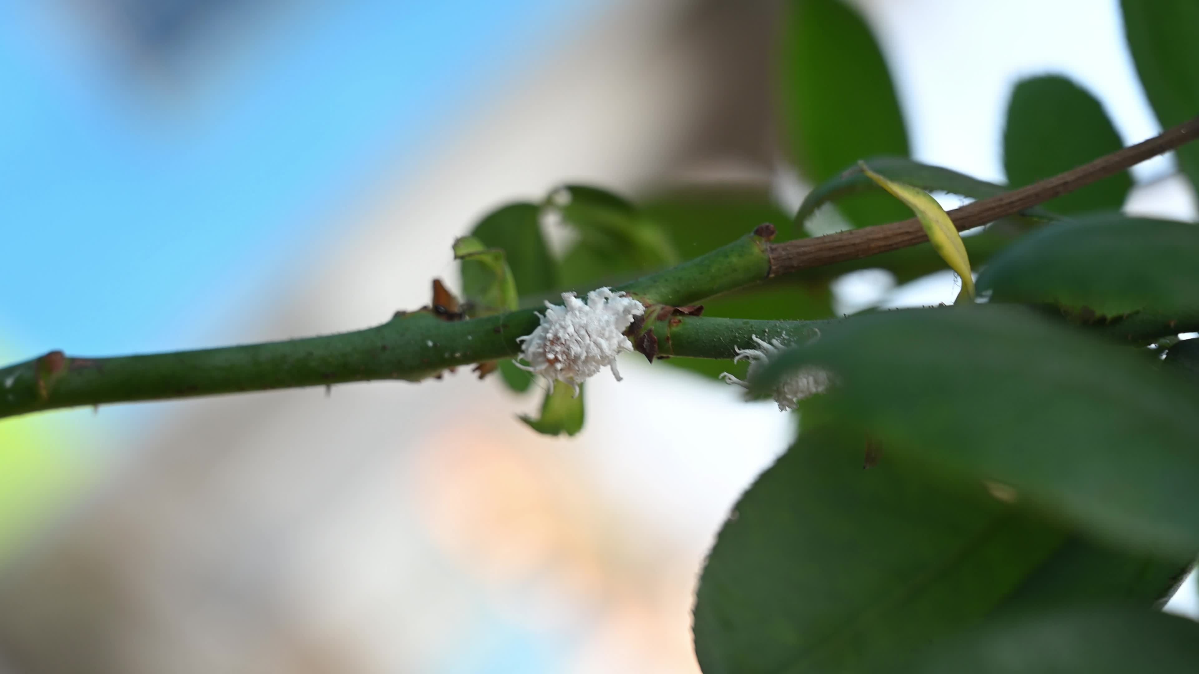 Pink Rose - Egyptian Mealybug - Animal India 