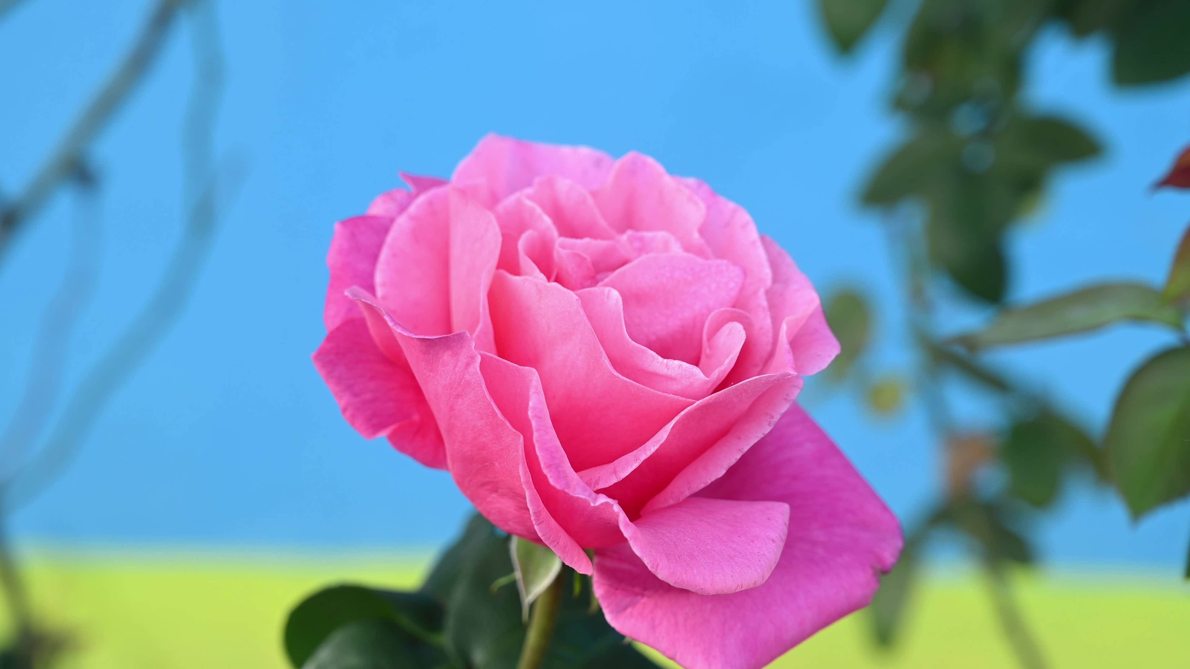 Pink Rose - Egyptian Mealybug - Animal India 