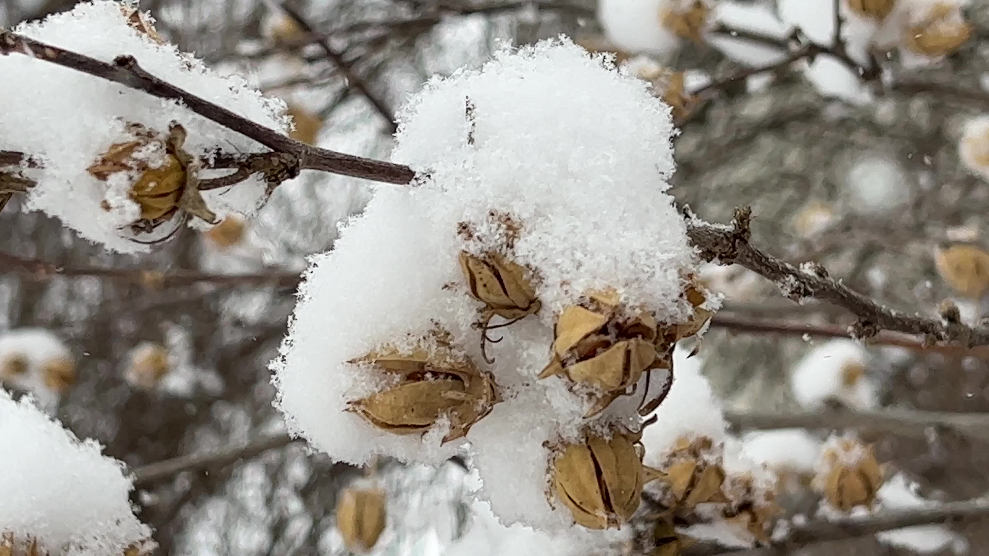 Winter snowstorm could bring up to 60 cm of snow to Toronto