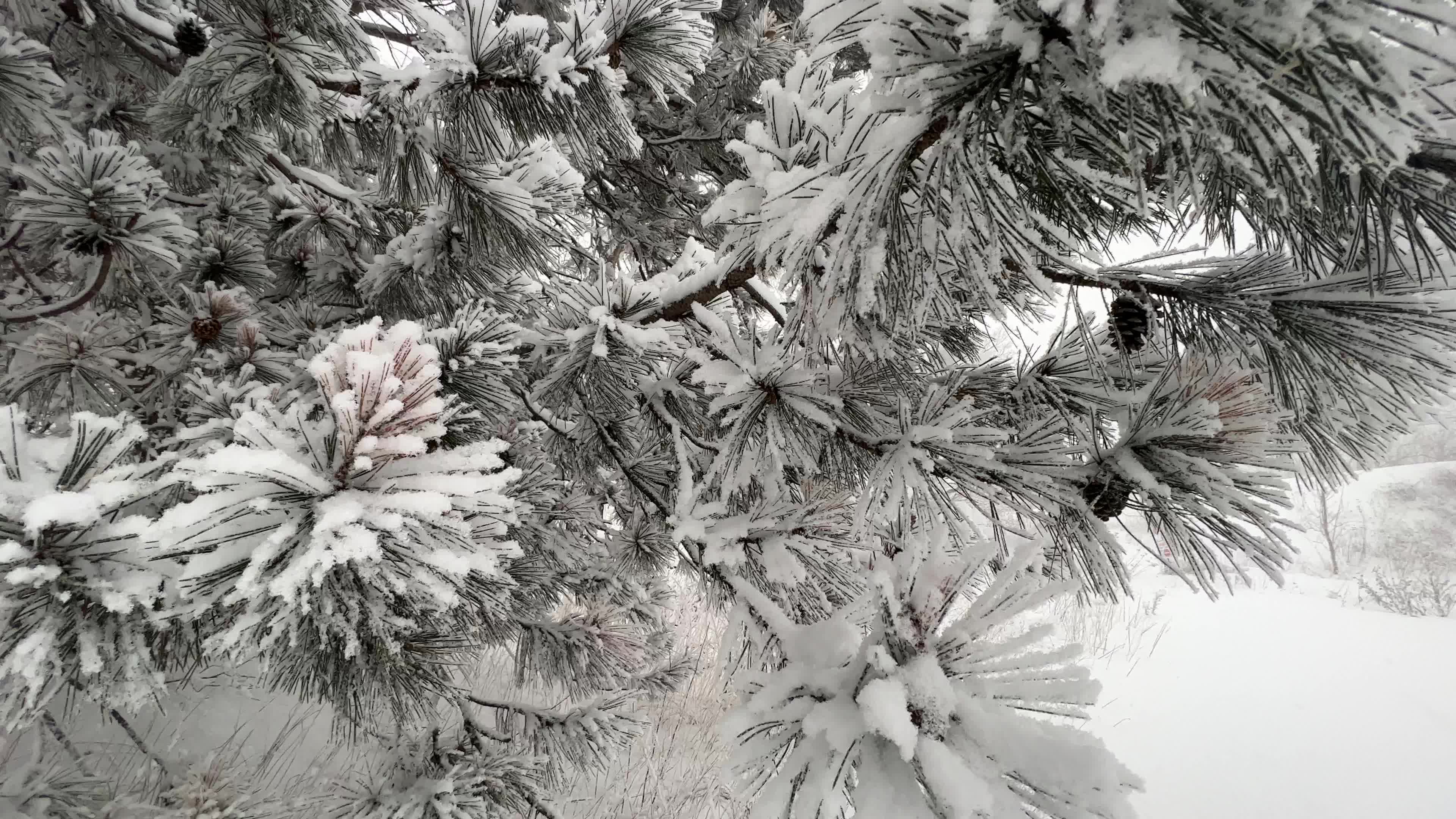 Winter snowstorm could bring up to 60 cm of snow to Toronto