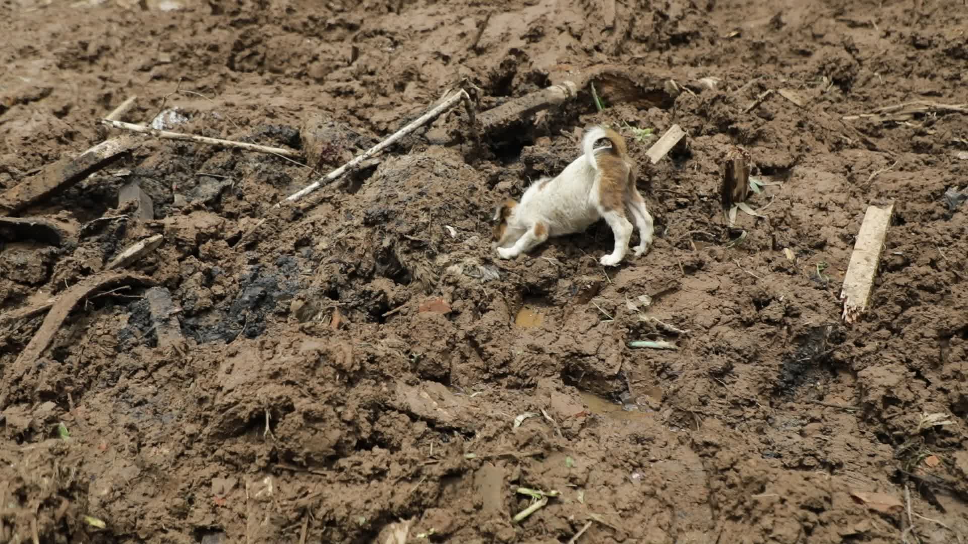 Indonesia landslide death toll rises to 17, dozens missing