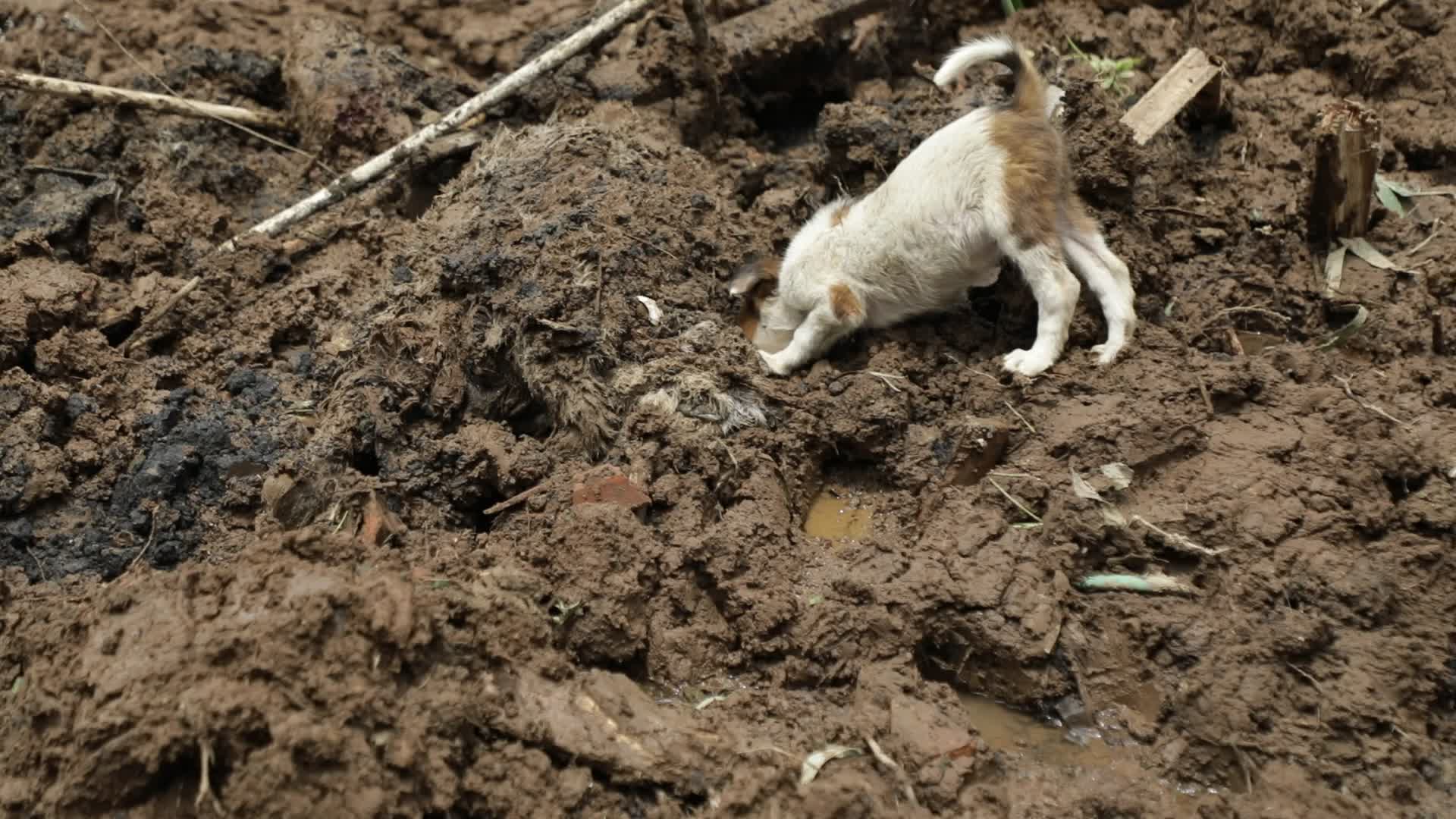 Indonesia landslide death toll rises to 17, dozens missing