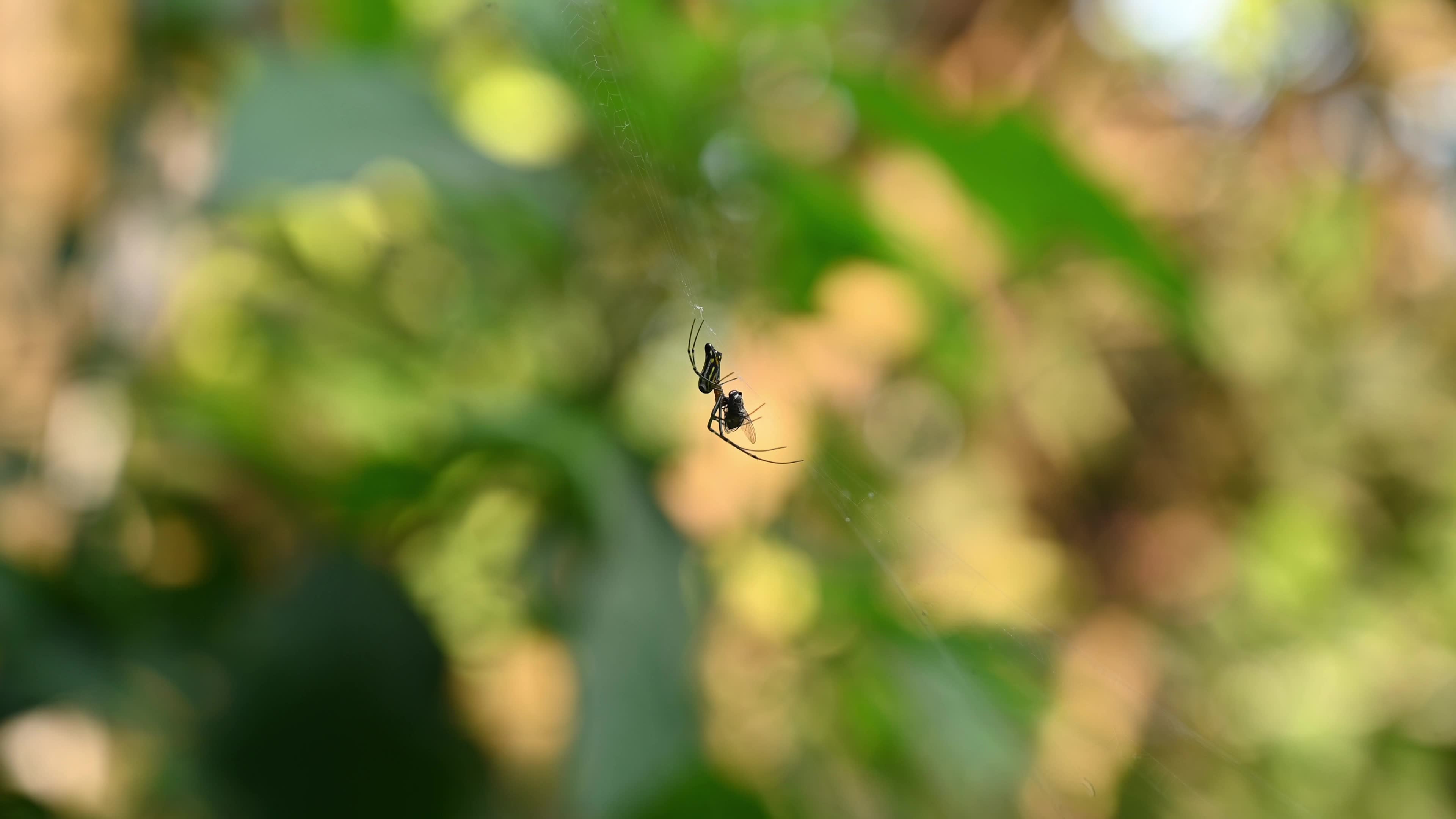 Leucauge decorata - Decorative silver orb spider hunts housefly - Animal India 