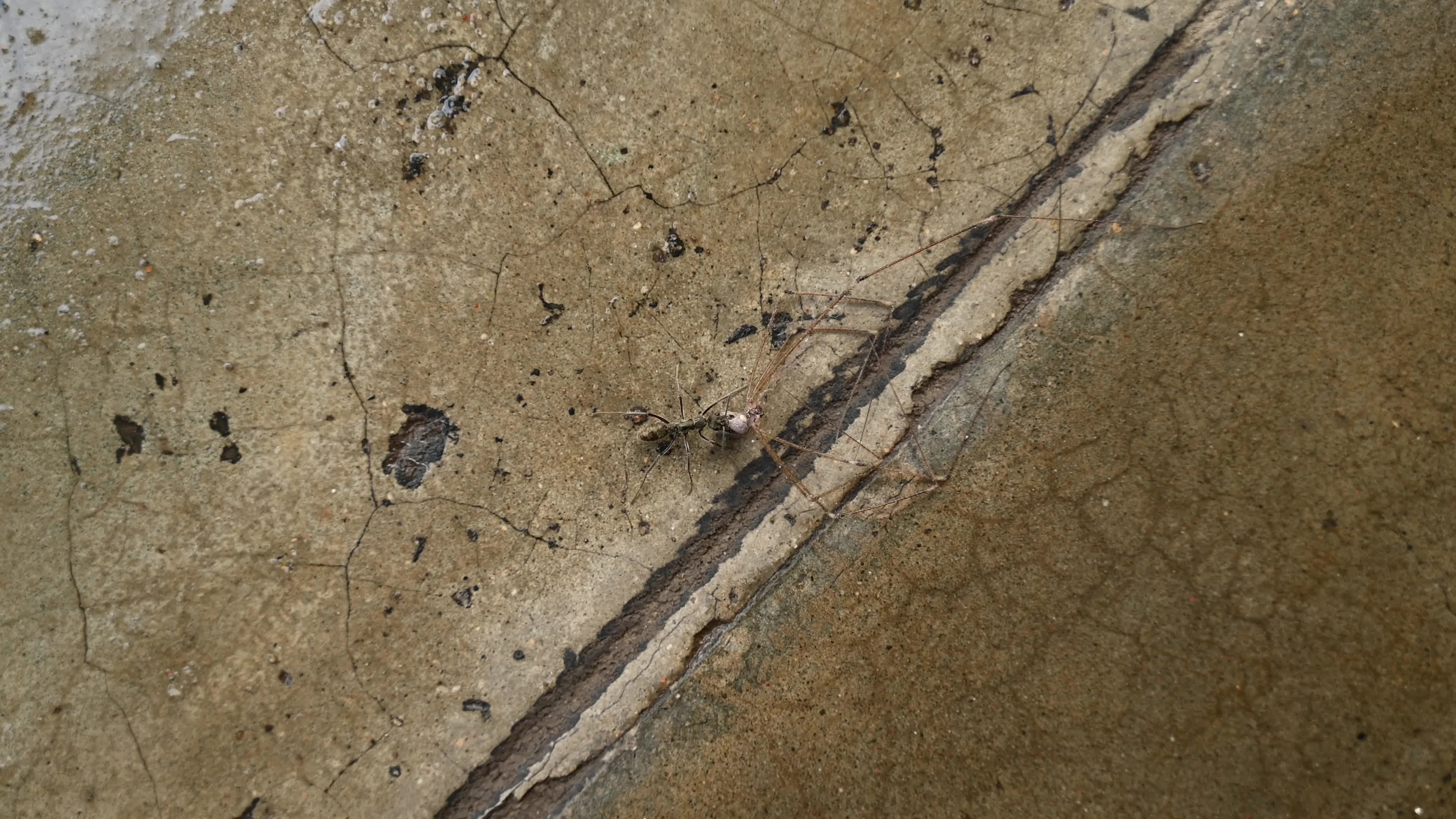 Diacamma Ants - Crossopriza Lyoni Spider - Animal India 