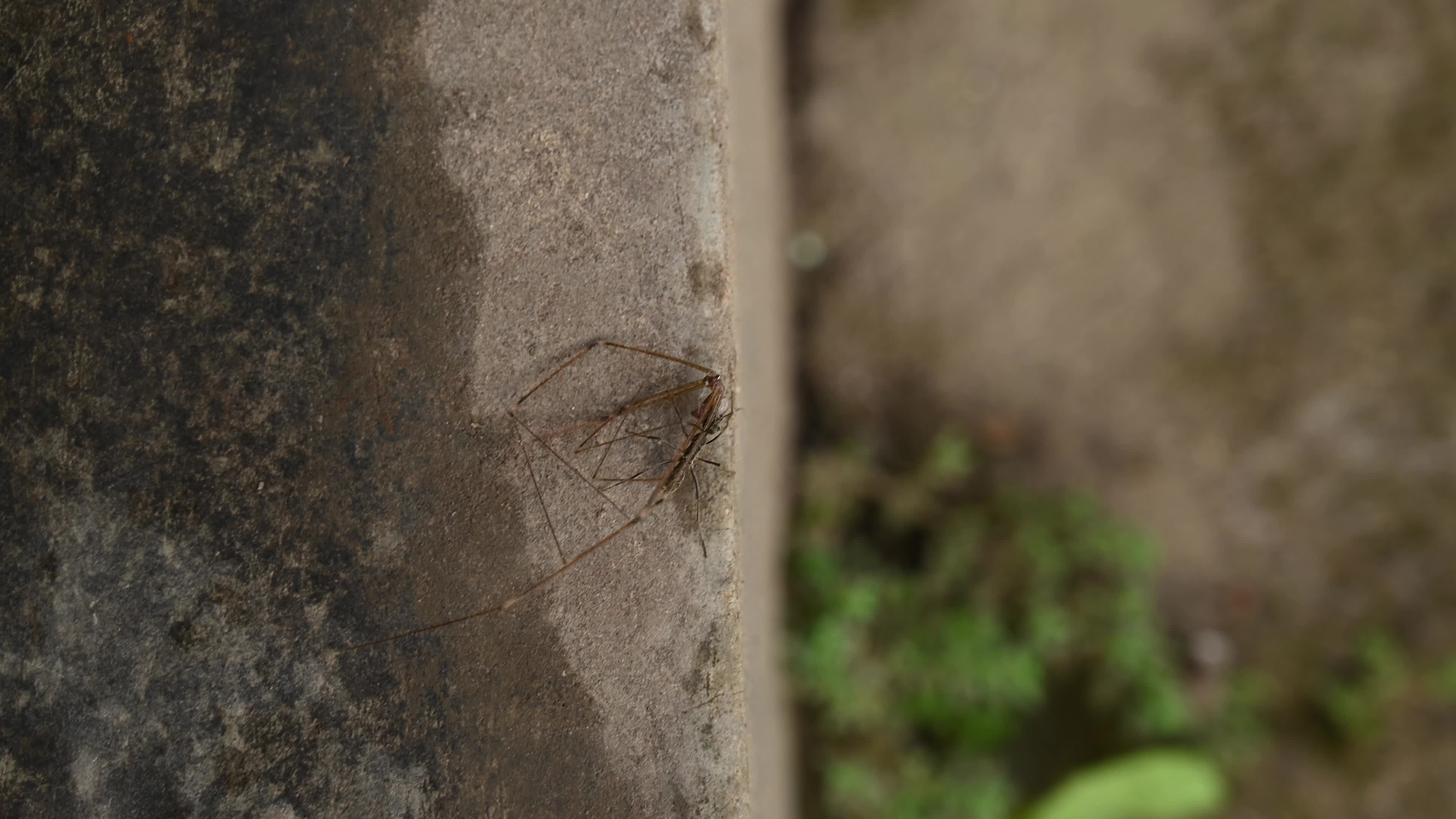 Diacamma Ants - Crossopriza Lyoni Spider - Animal India 