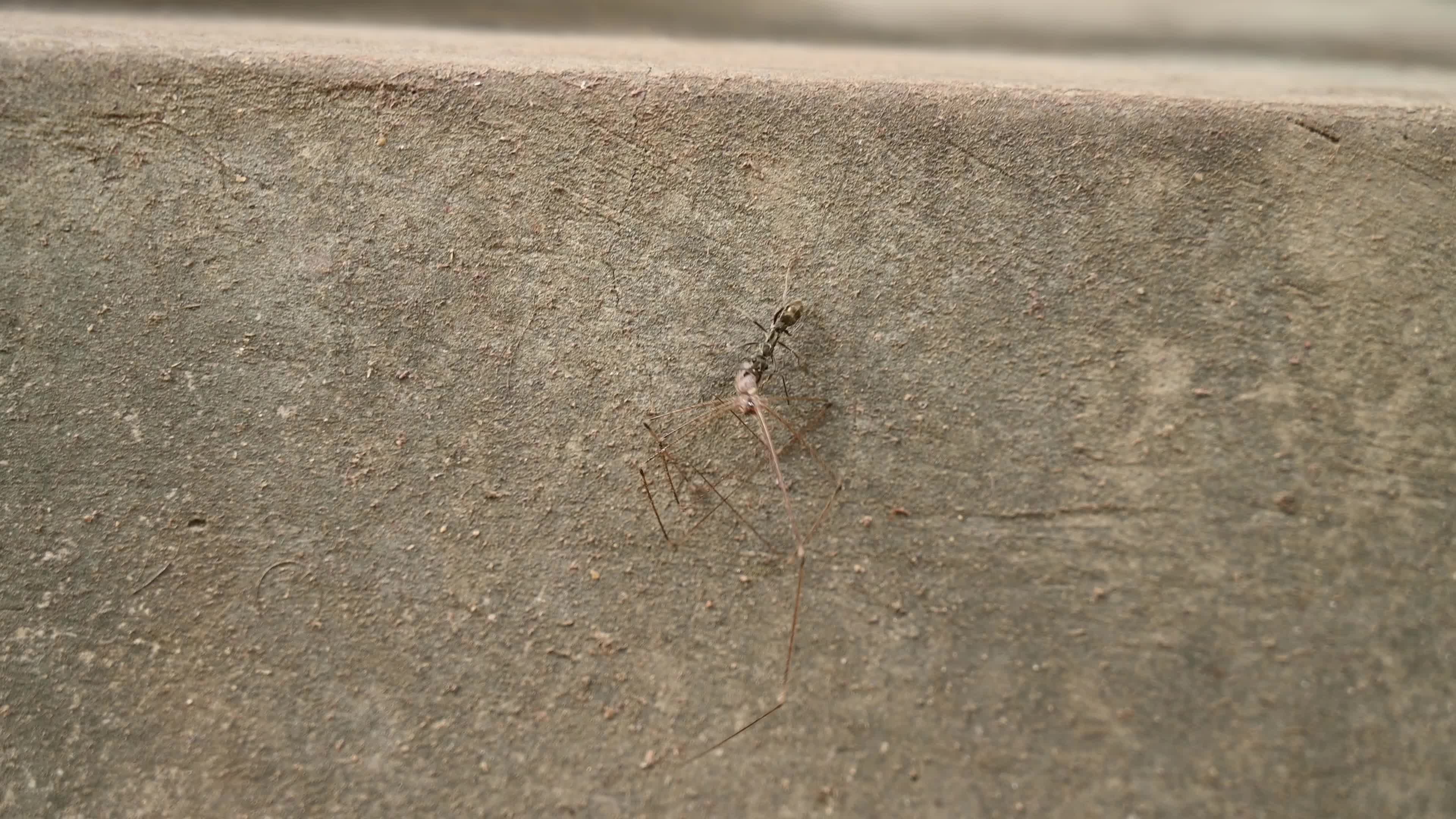 Diacamma Ants - Crossopriza Lyoni Spider - Animal India 