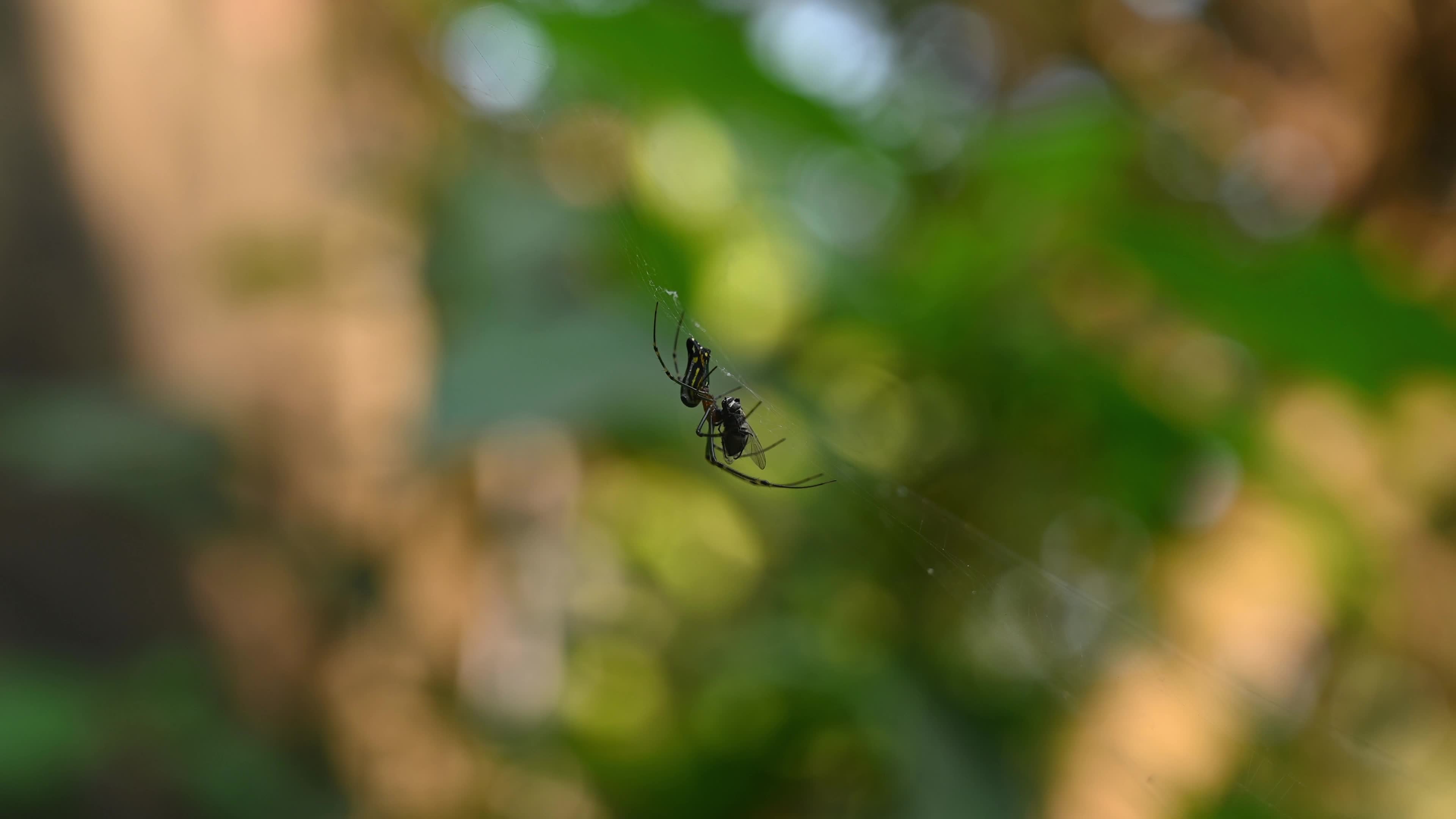 Leucauge decorata - Decorative silver orb spider hunts housefly - Animal India 