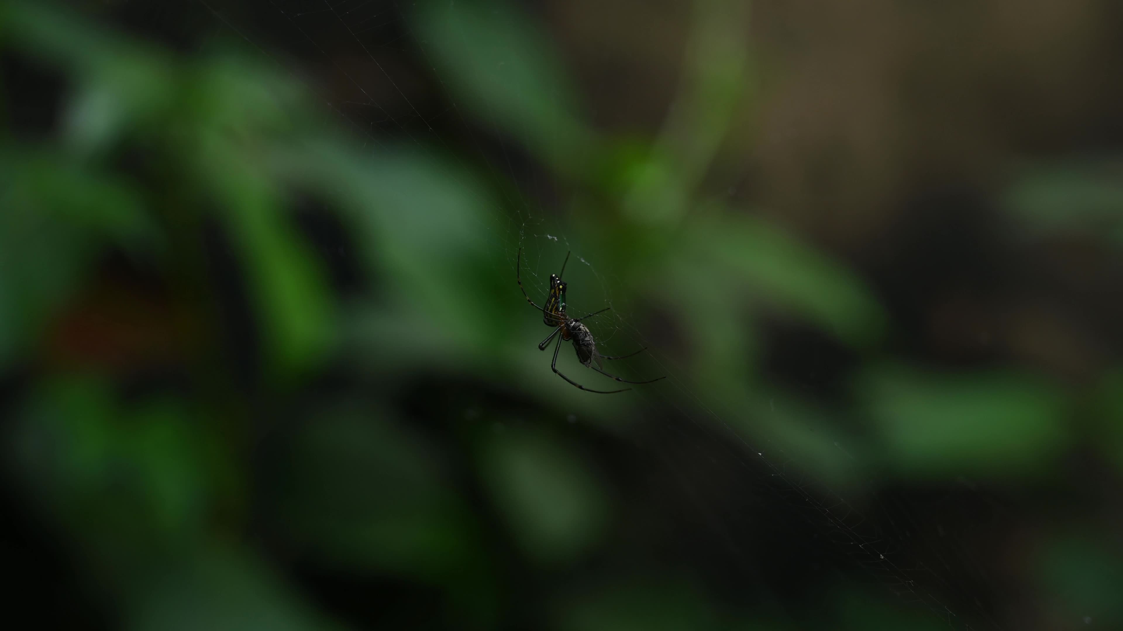 Leucauge decorata - Decorative silver orb spider hunts housefly - Animal India 