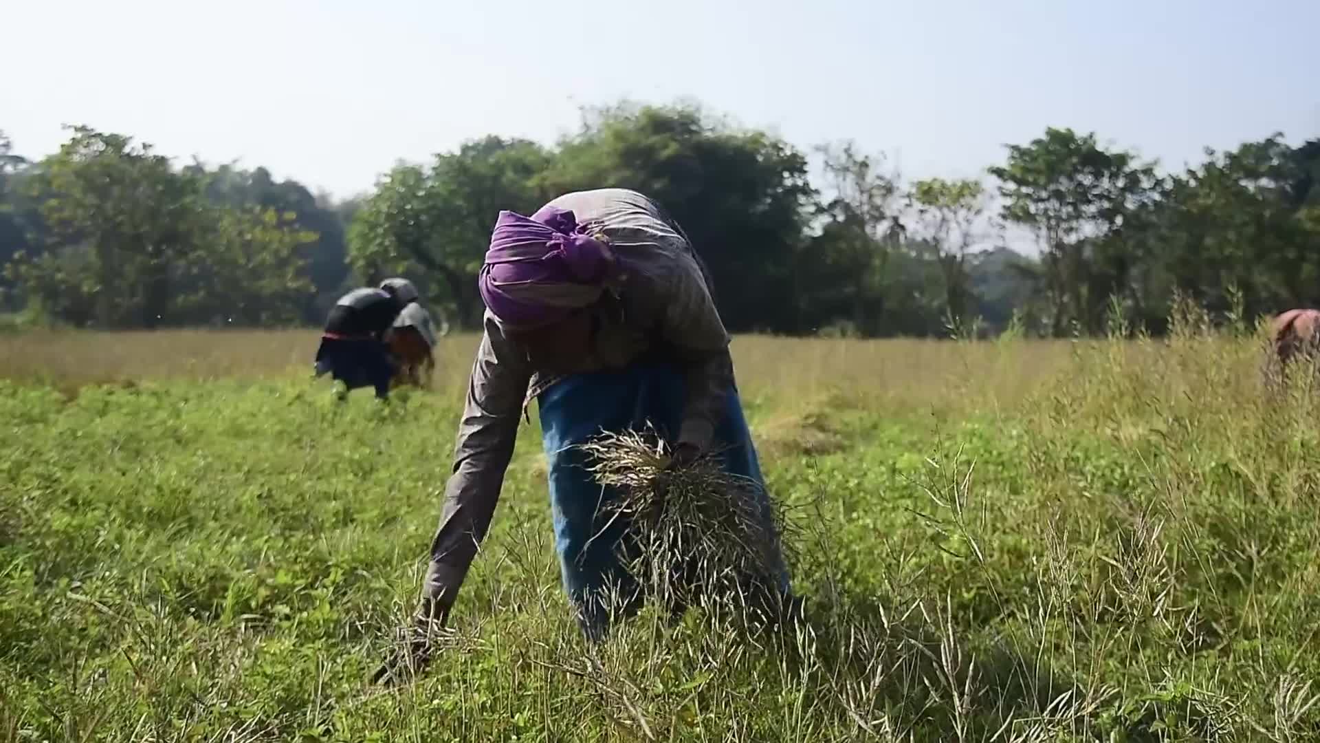 Mustard Harvest In India