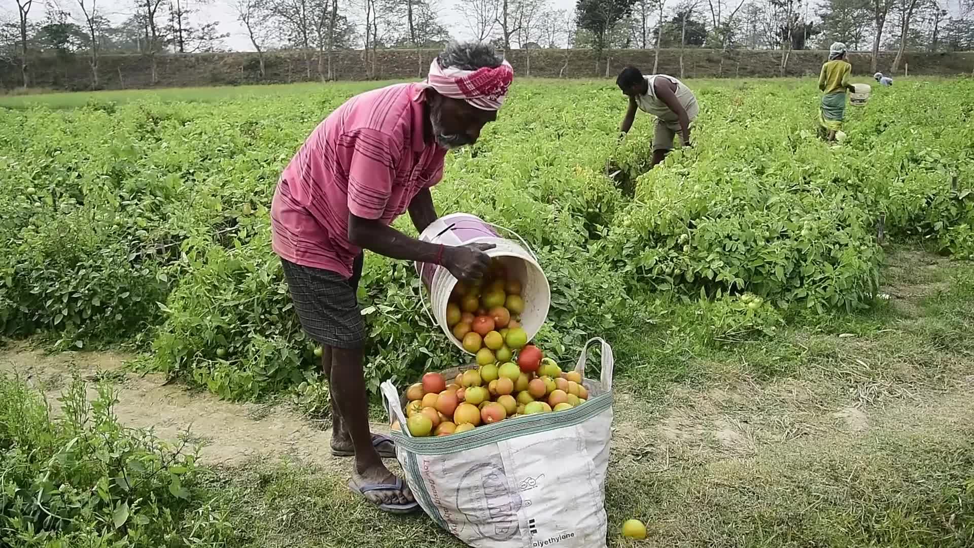 Tomato harvest in India