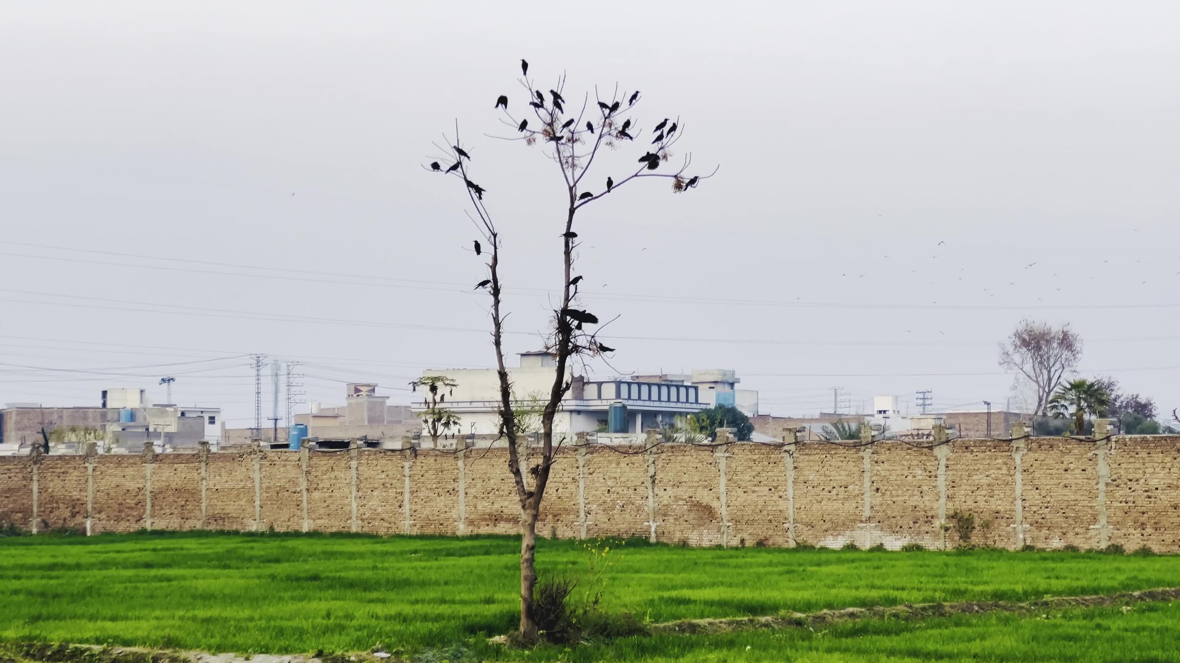 Birds on a Leafless Tree on City Outskirts