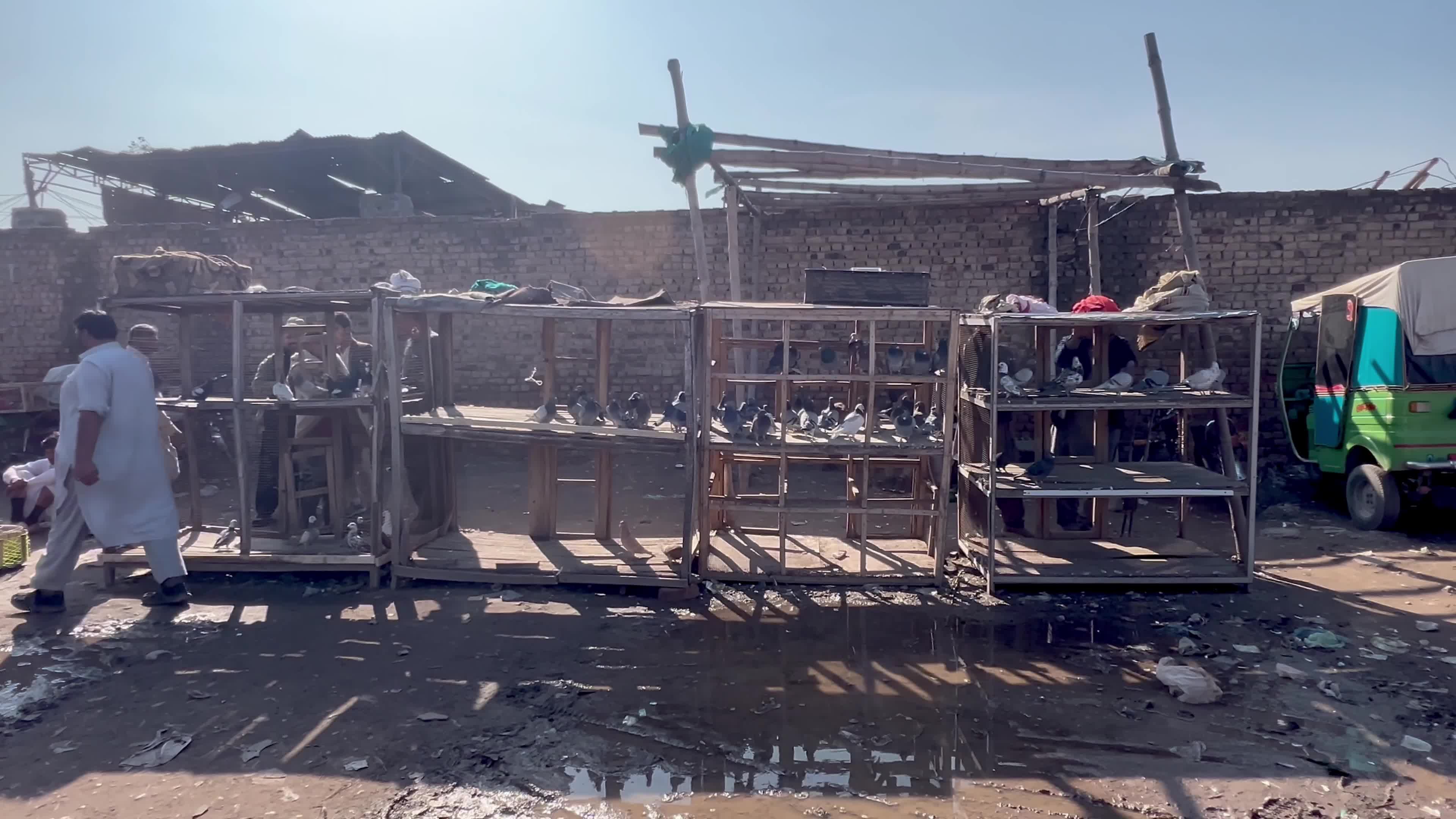 Pigeons Market in Peshawar