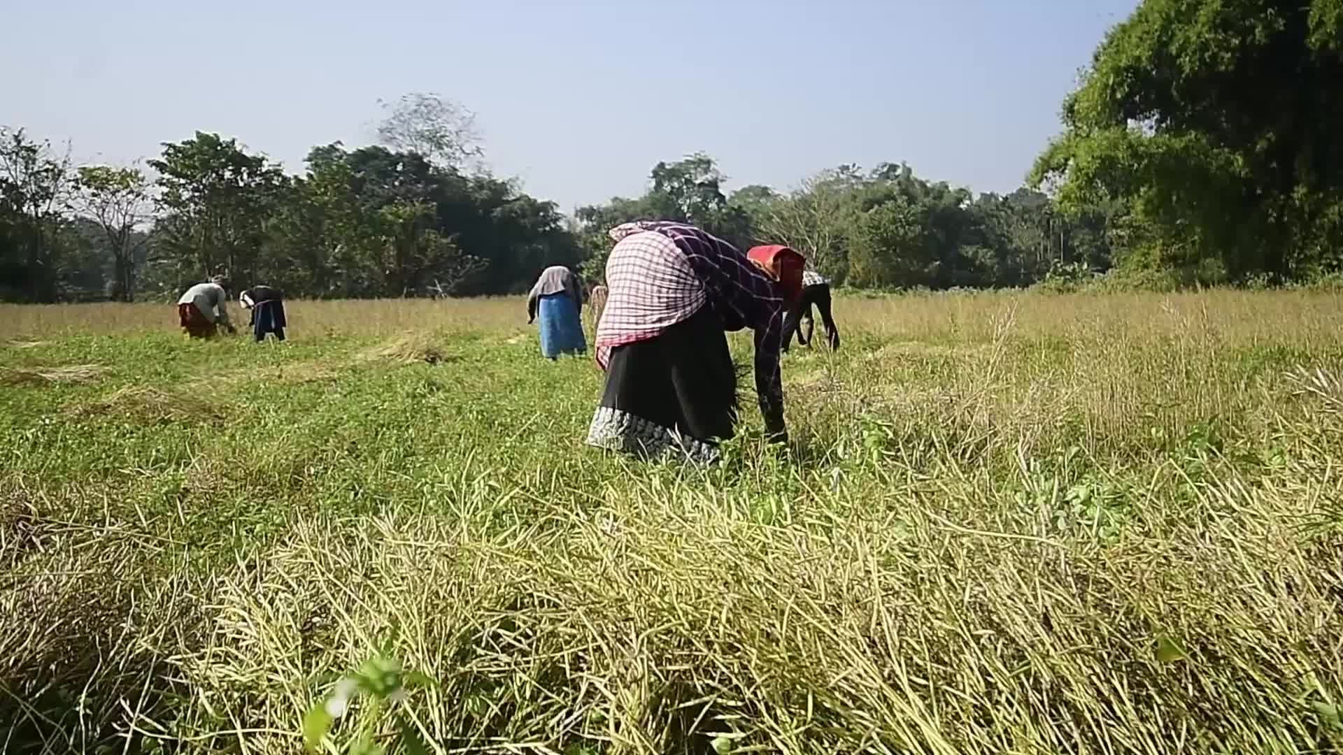 Mustard Harvest In India