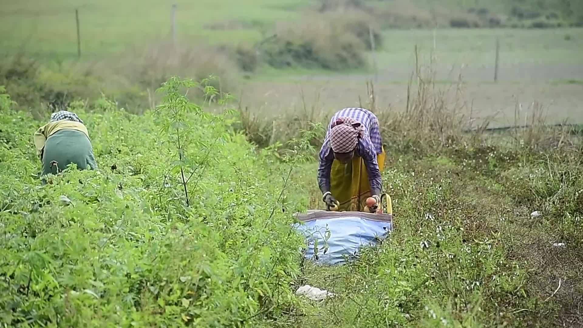 Tomato harvest in India