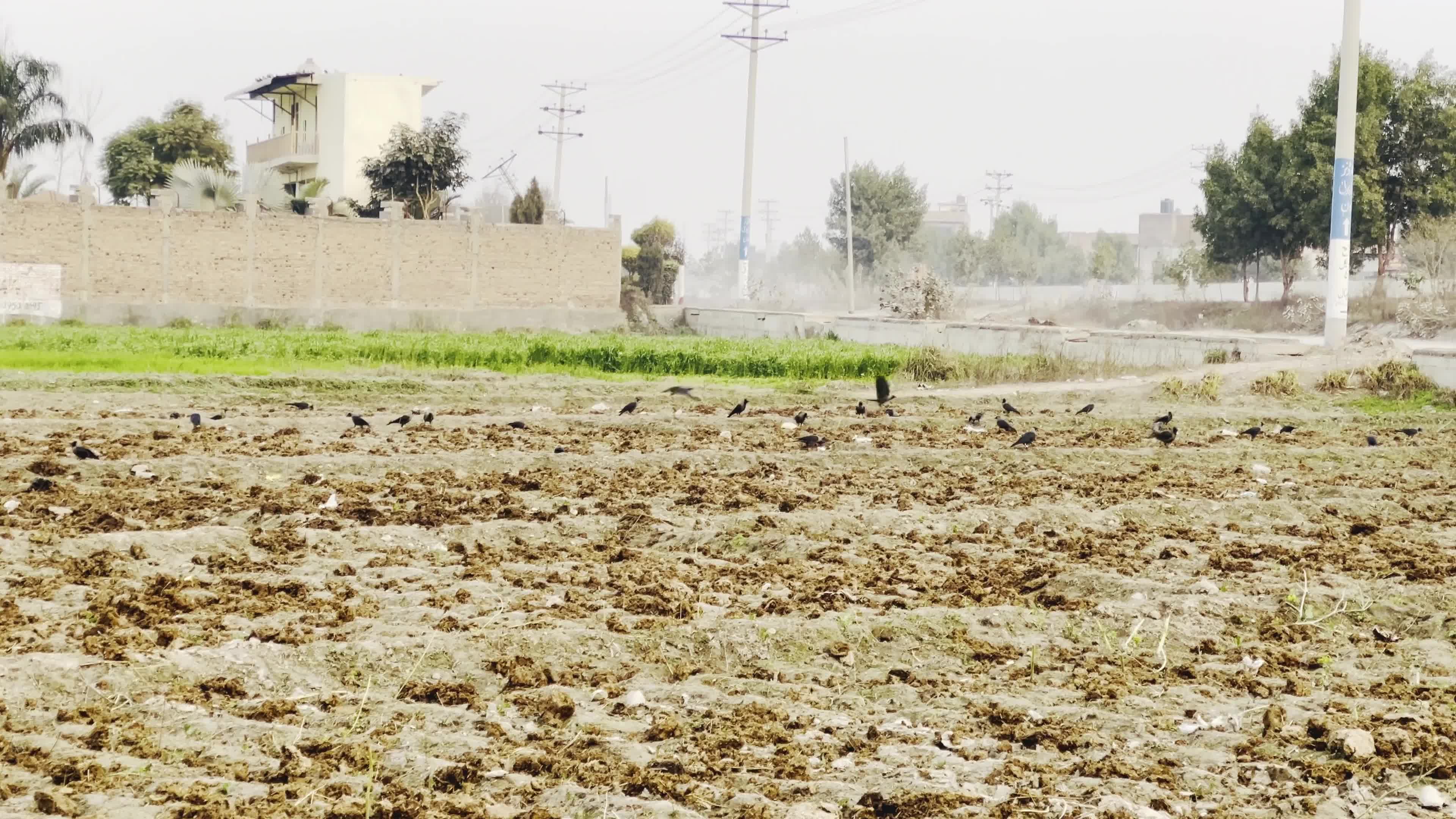 Birds on a Leafless Tree on City Outskirts