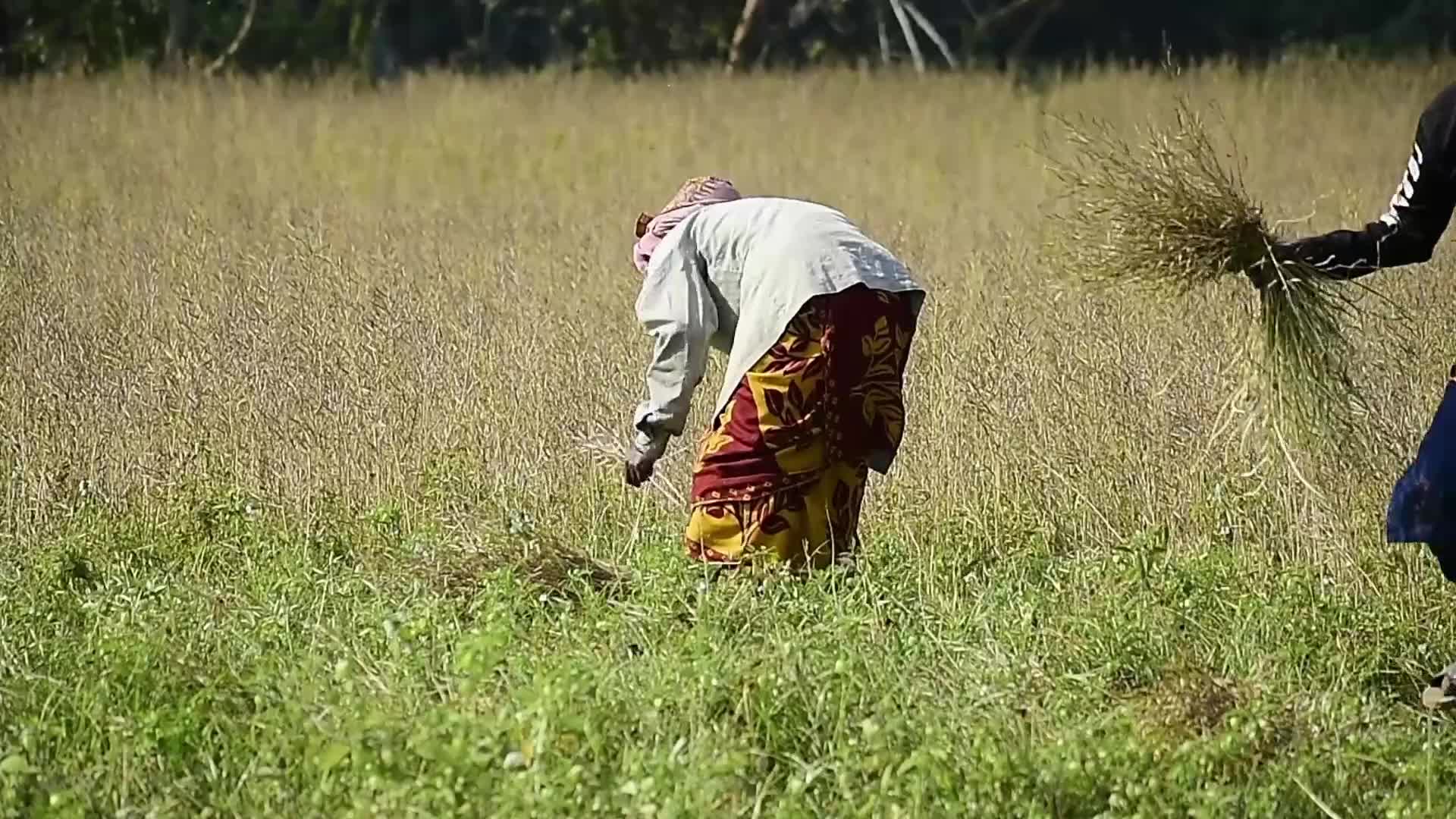 Mustard Harvest In India
