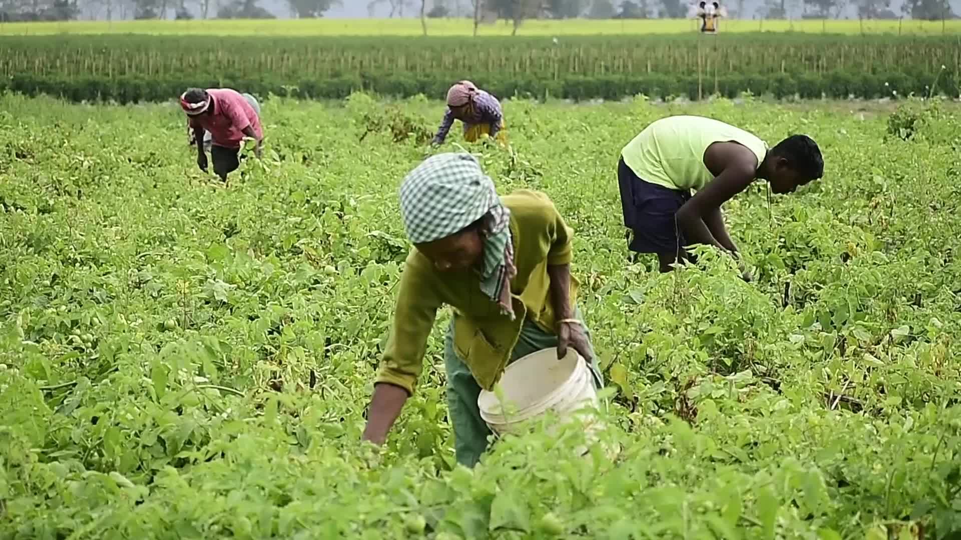 Tomato harvest in India
