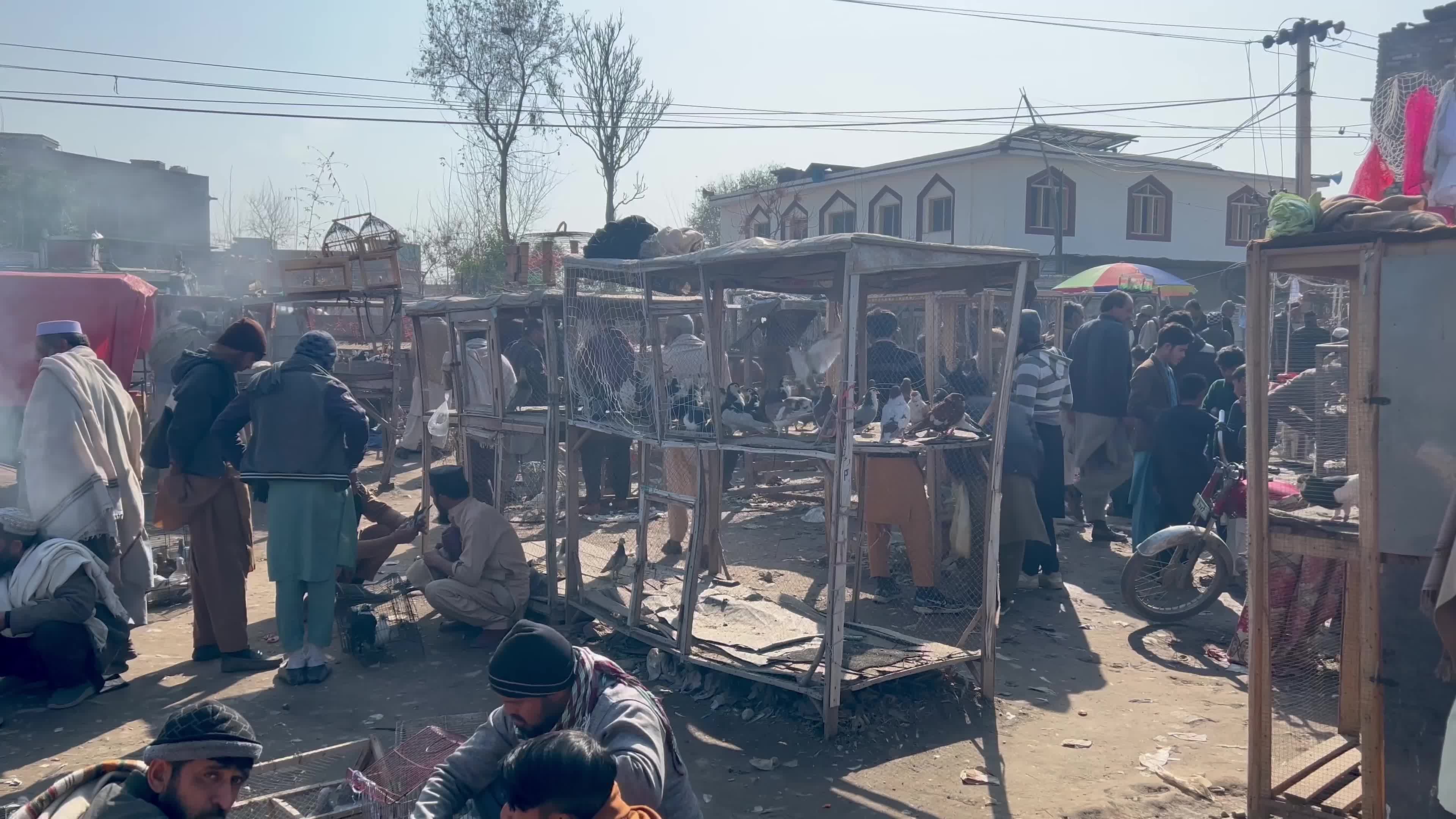 Pigeons Market in Peshawar