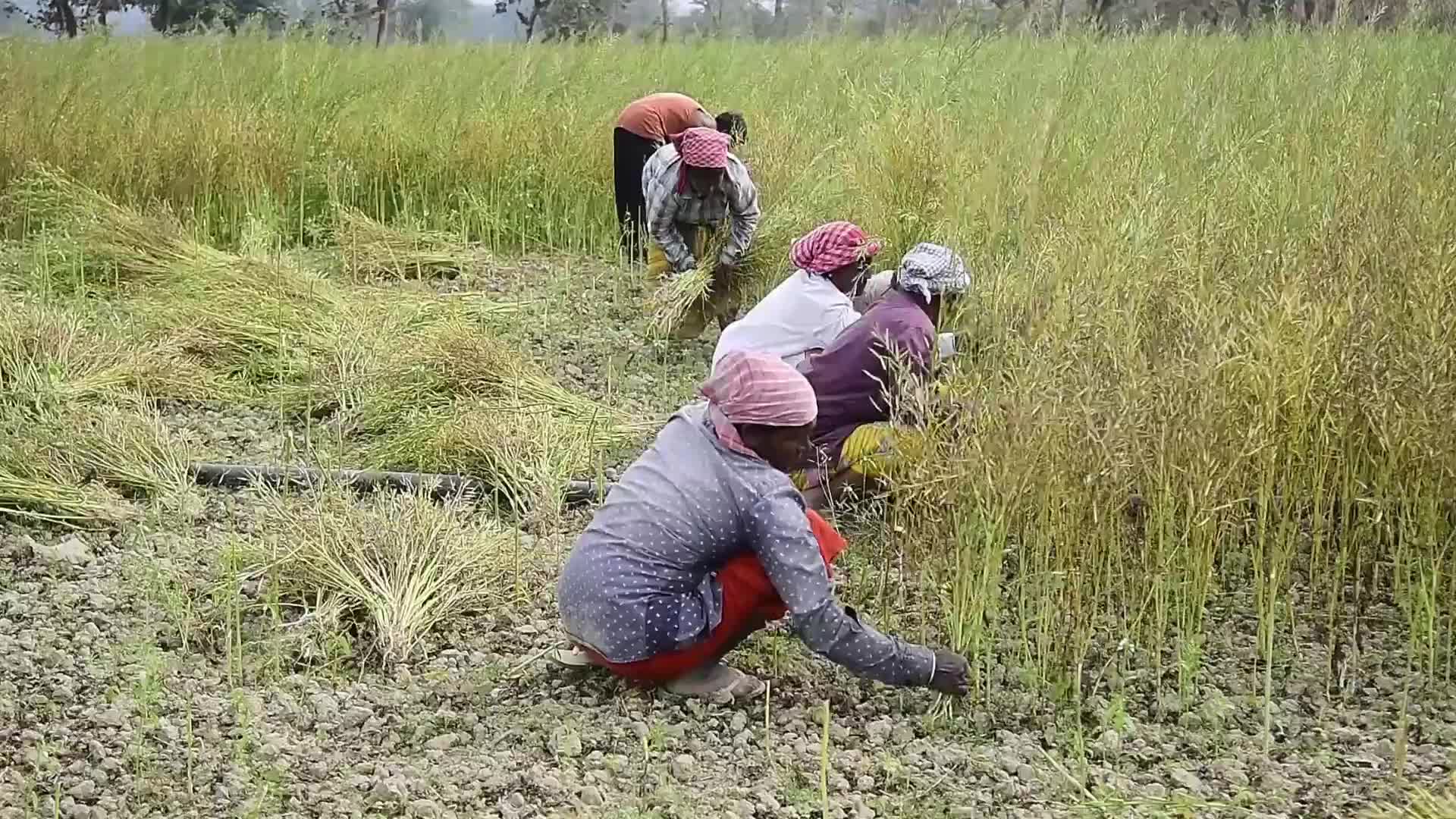 Mustard Harvest In India
