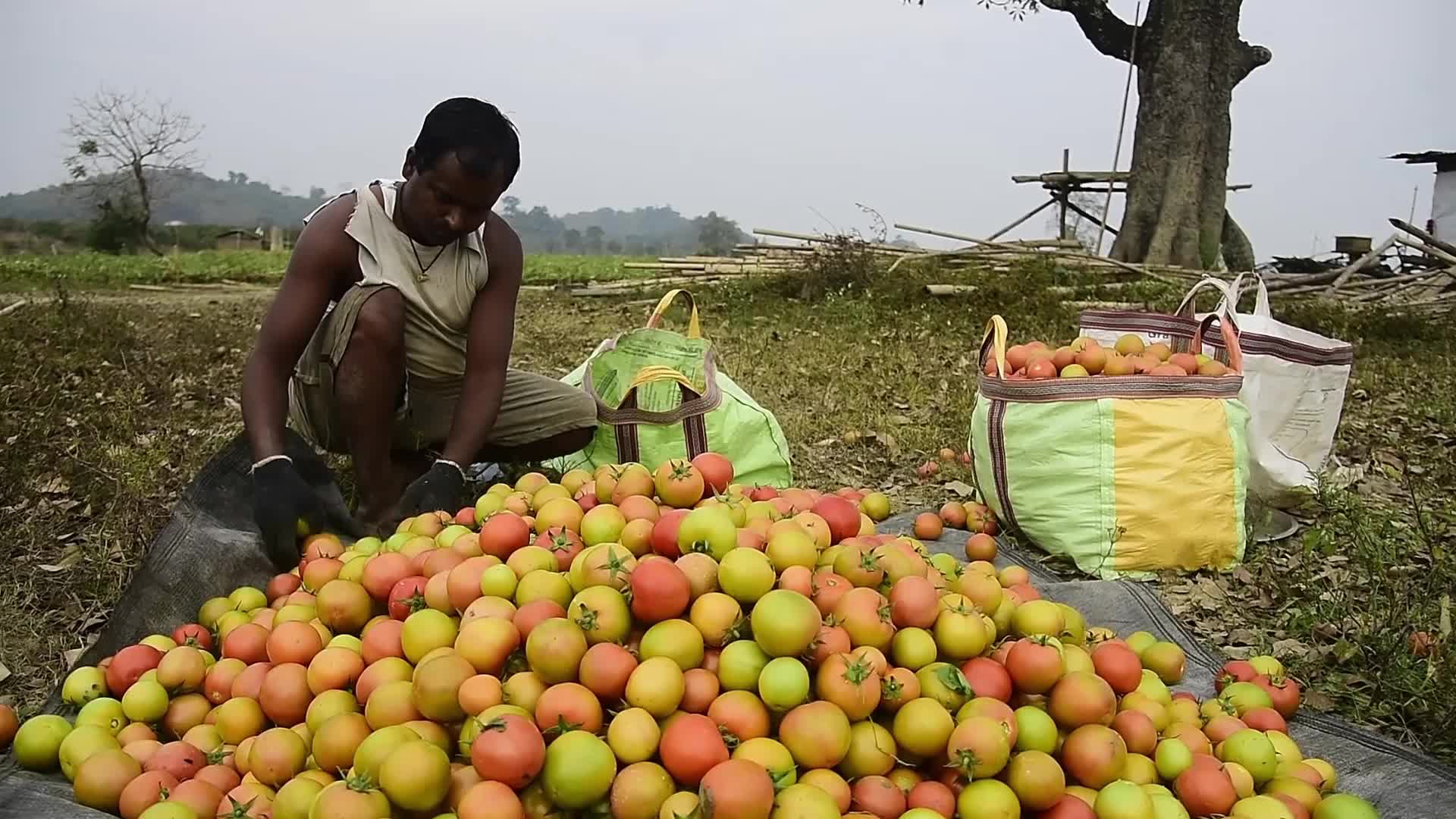 Tomato harvest in India