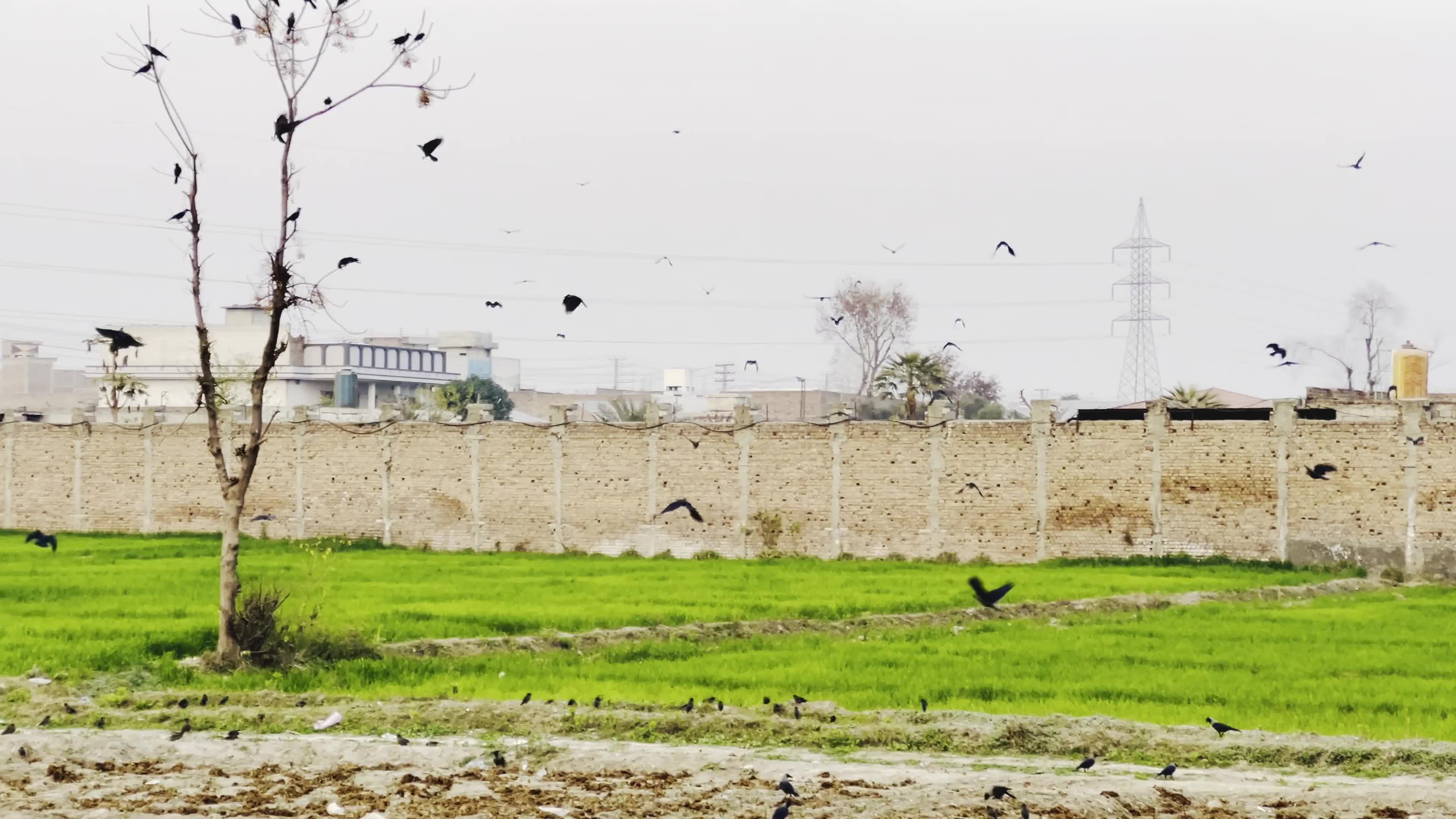 Birds on a Leafless Tree on City Outskirts