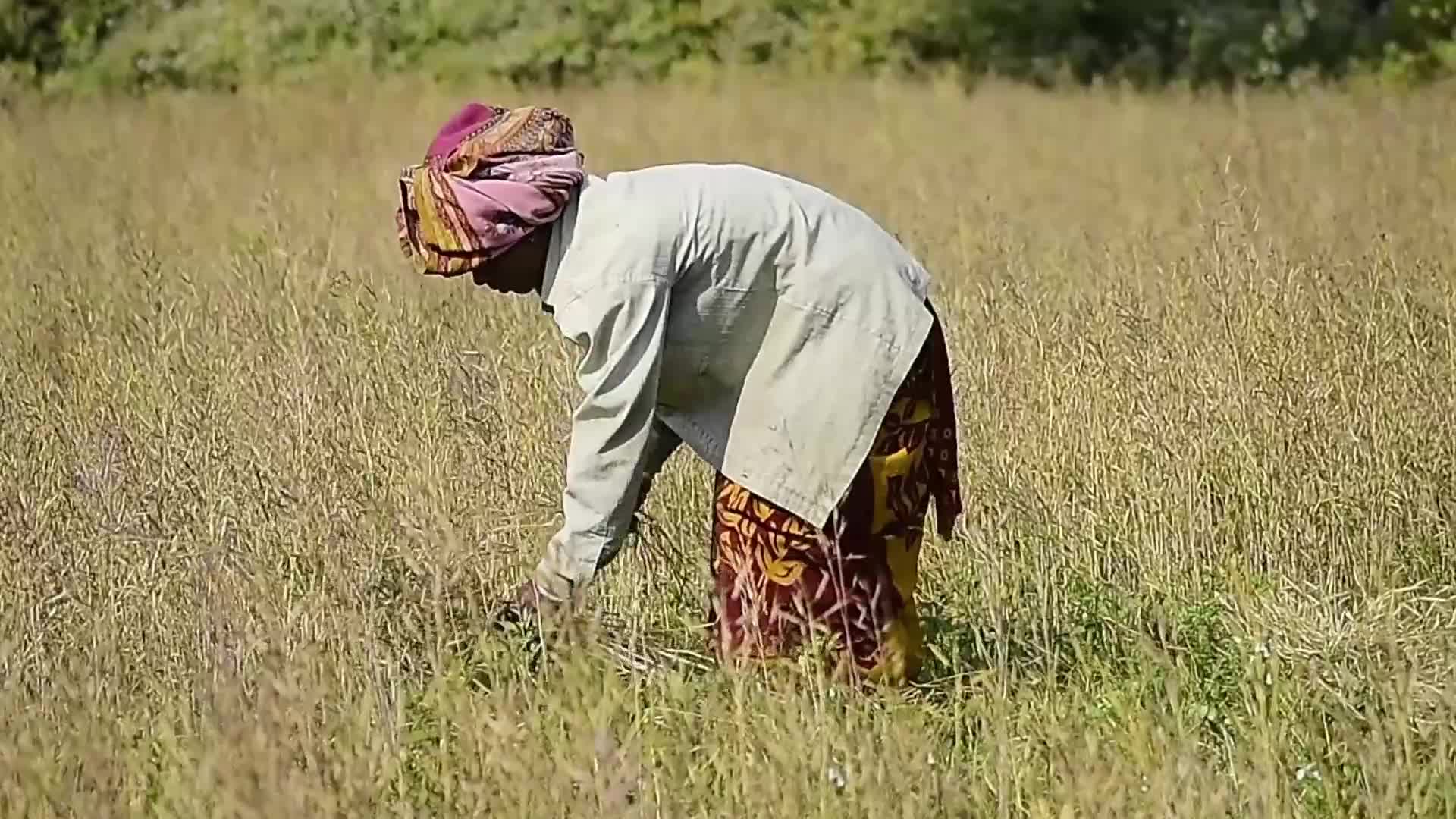 Mustard Harvest In India