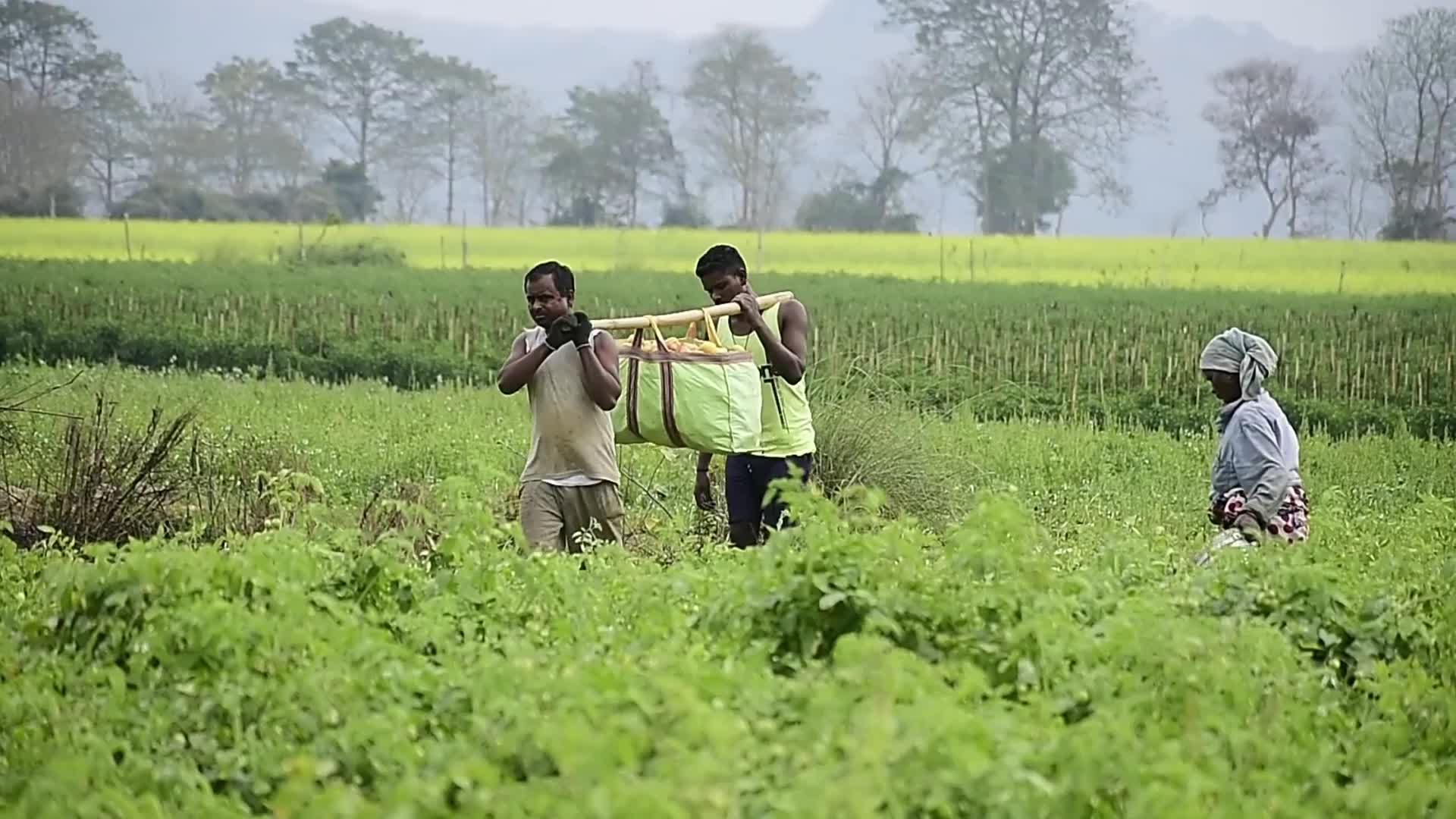 Tomato harvest in India
