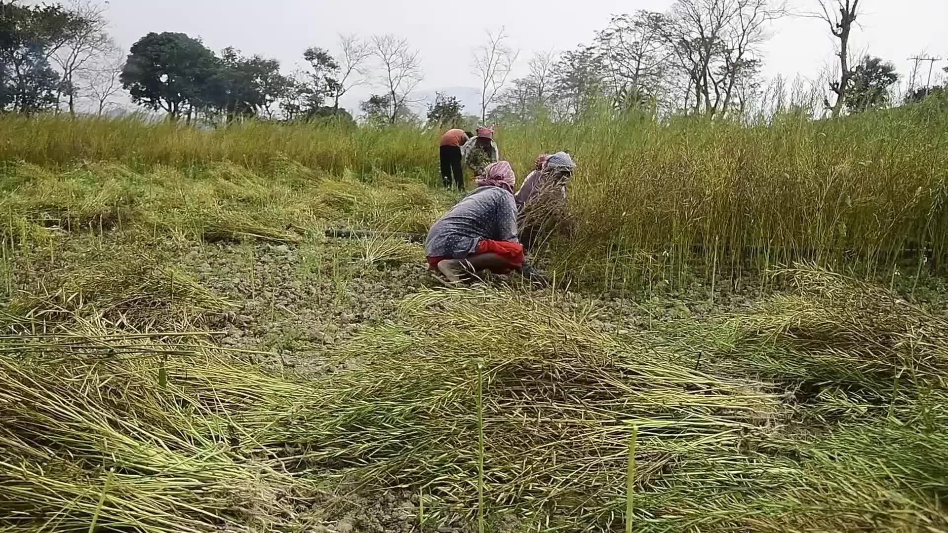 Mustard Harvest In India