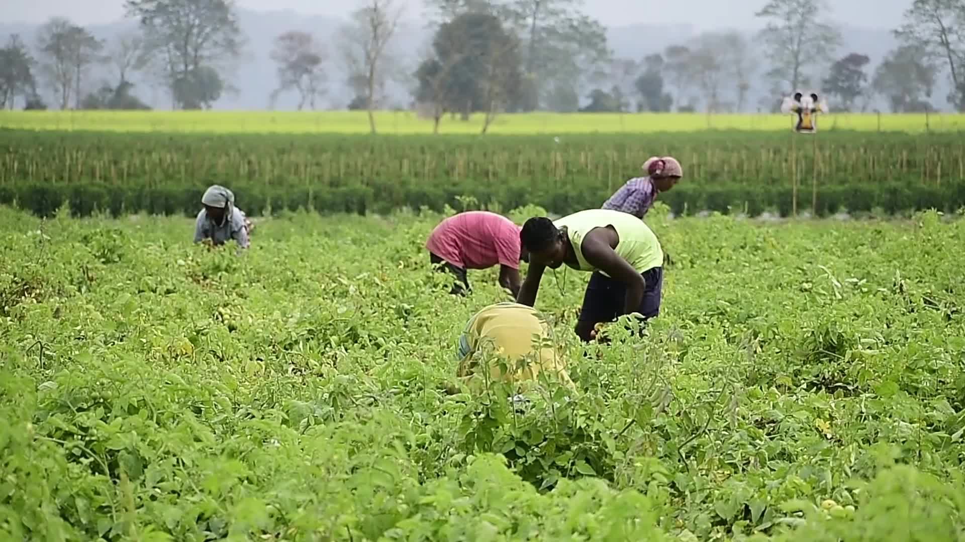 Tomato harvest in India