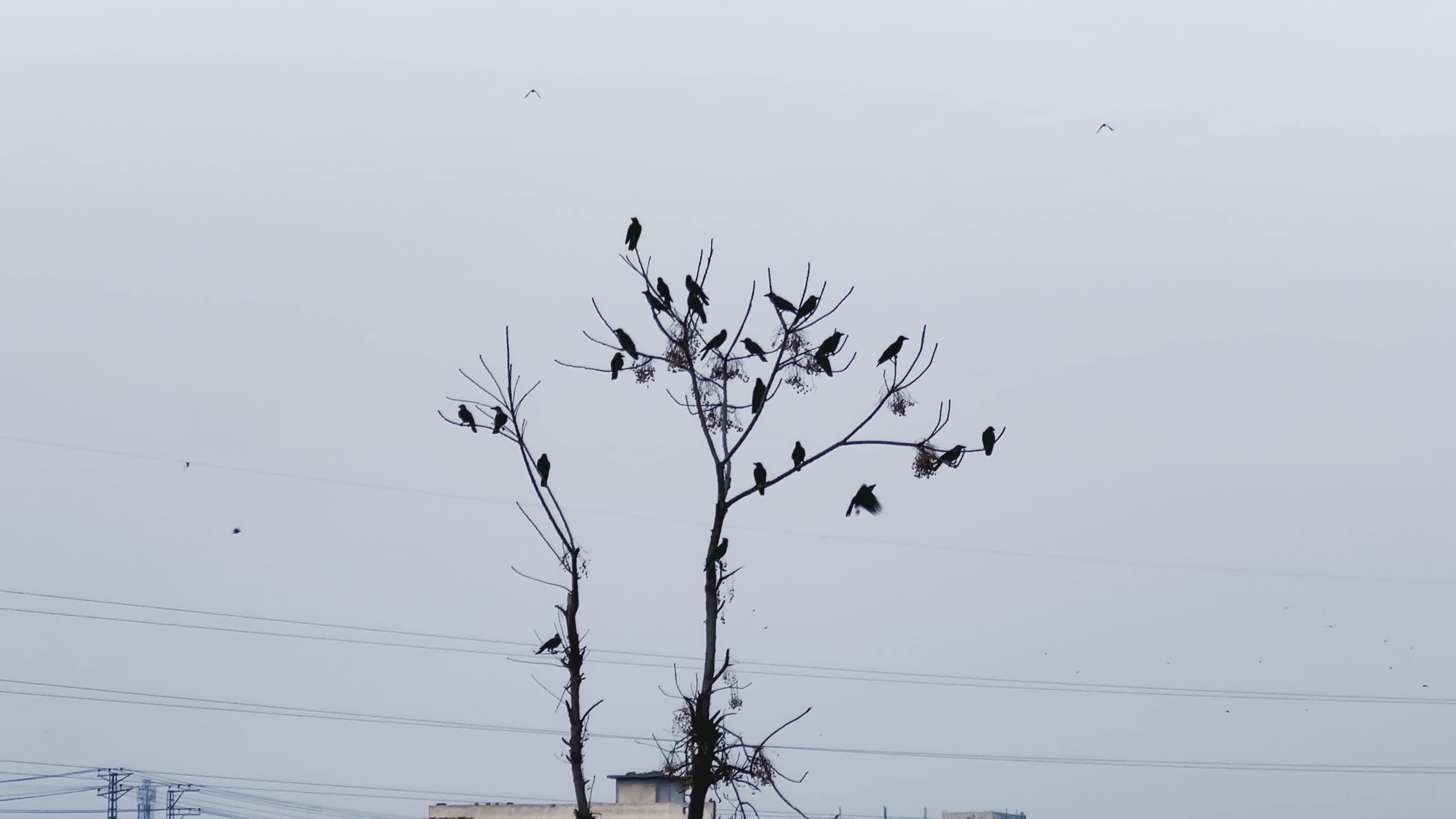 Birds on a Leafless Tree on City Outskirts