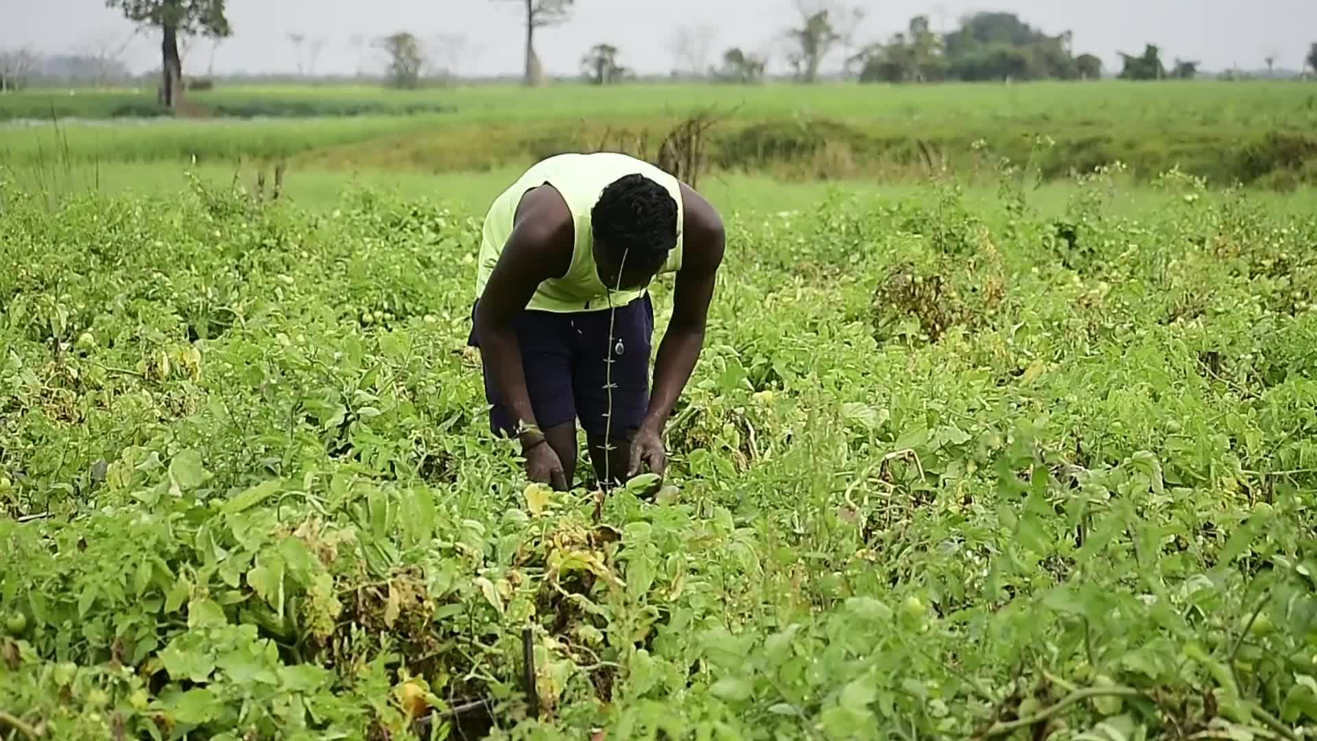 Tomato harvest in India