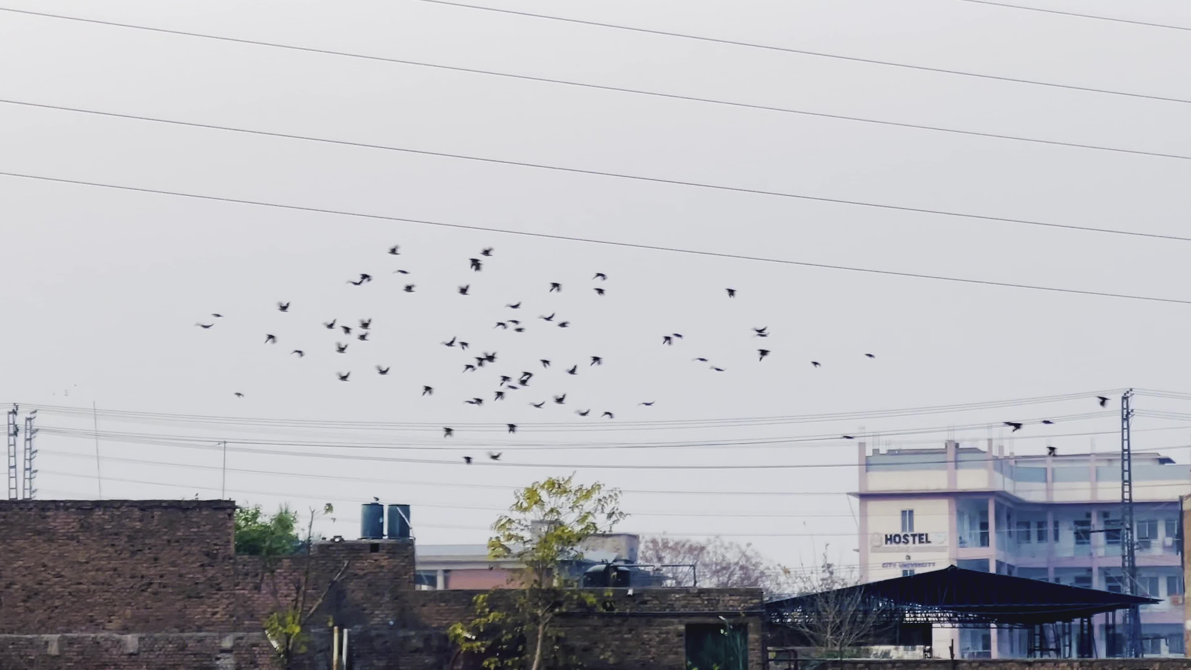 Birds on a Leafless Tree on City Outskirts
