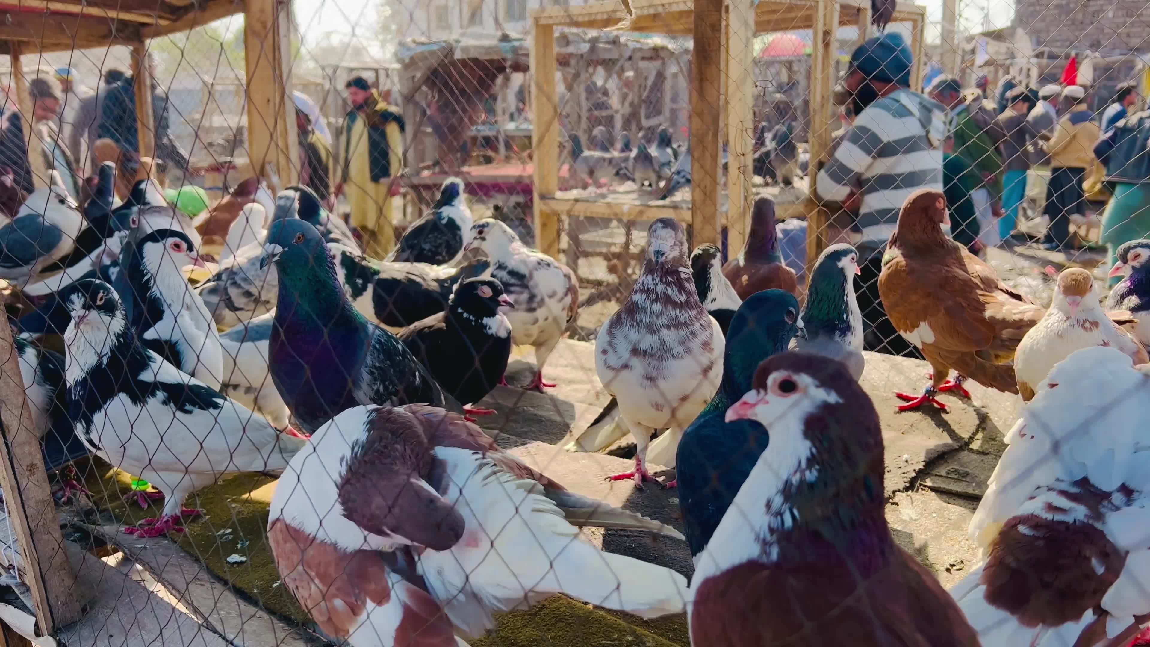 Pigeons Market in Peshawar