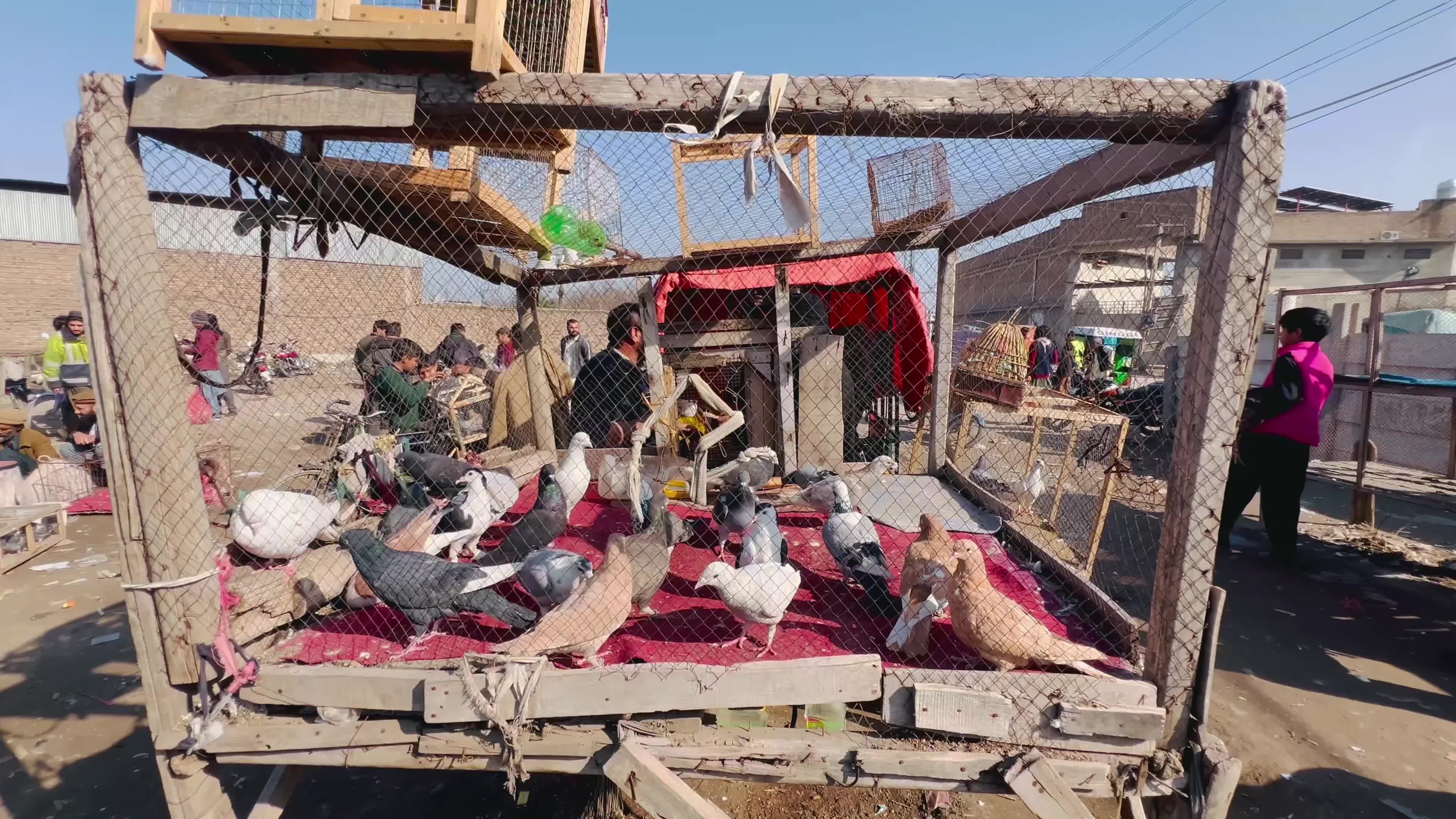 Pigeons Market in Peshawar