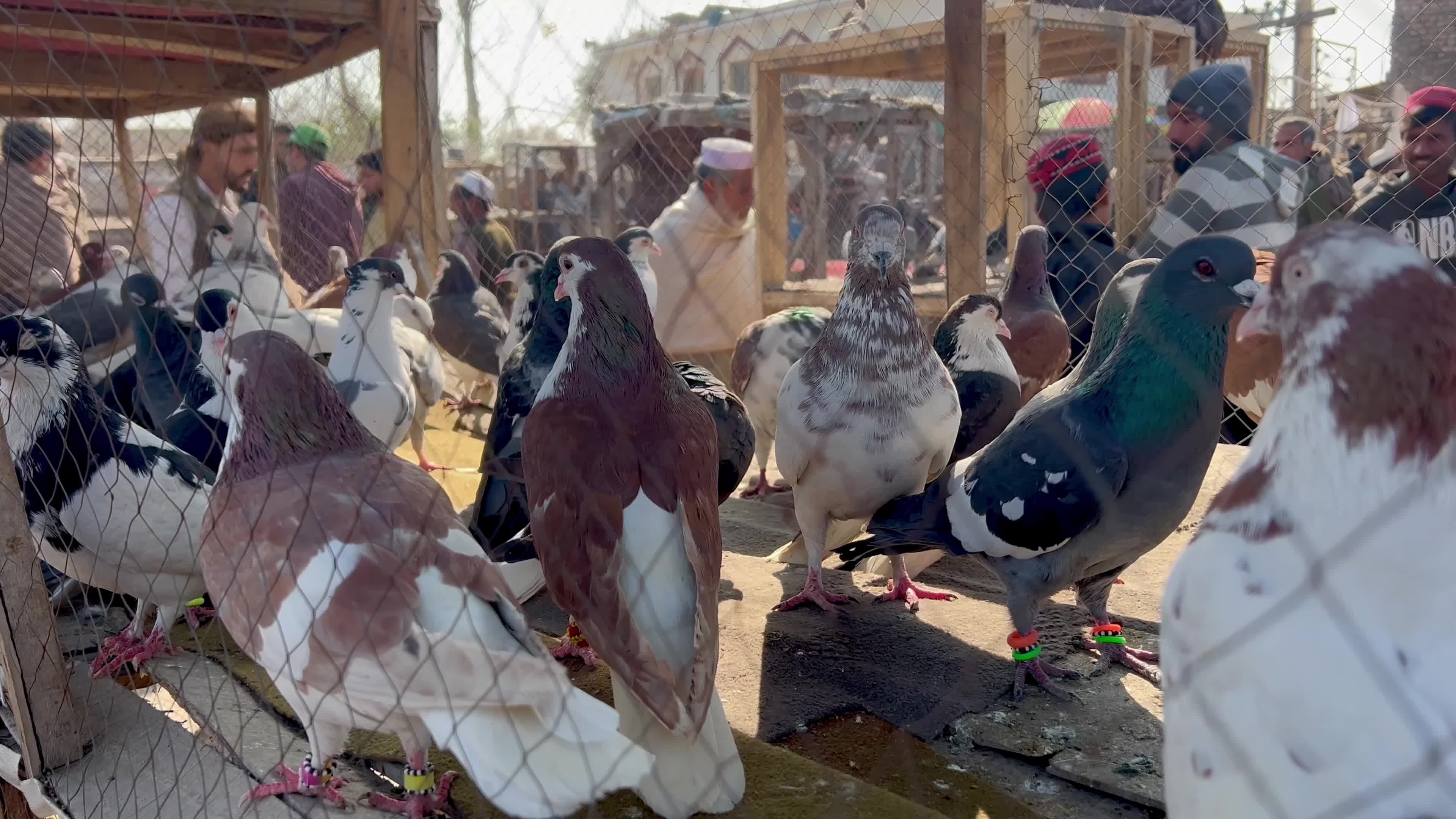 Pigeons Market in Peshawar
