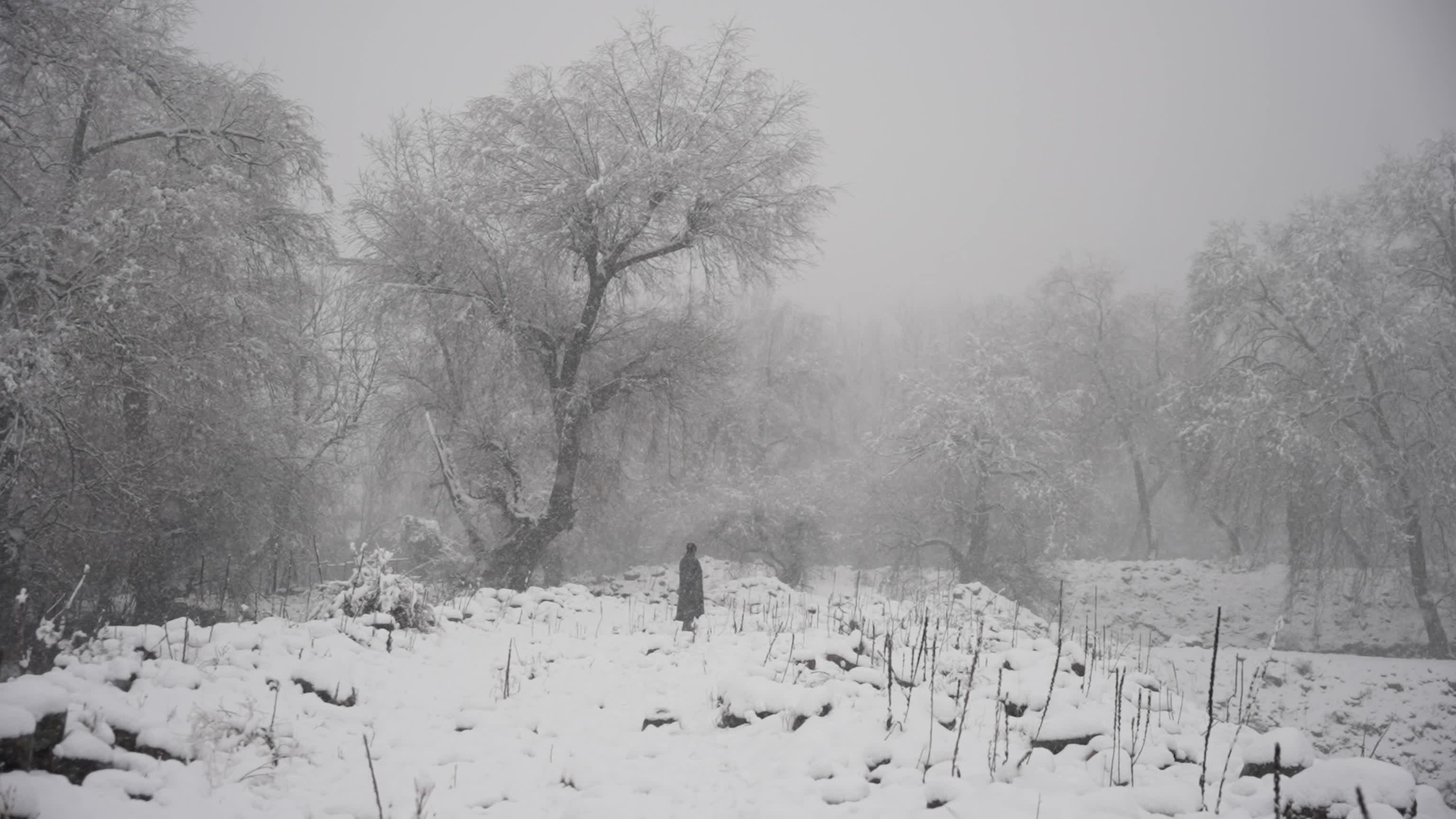 Snowfall disrupts transport across Kashmir Valley in Srinagar, India