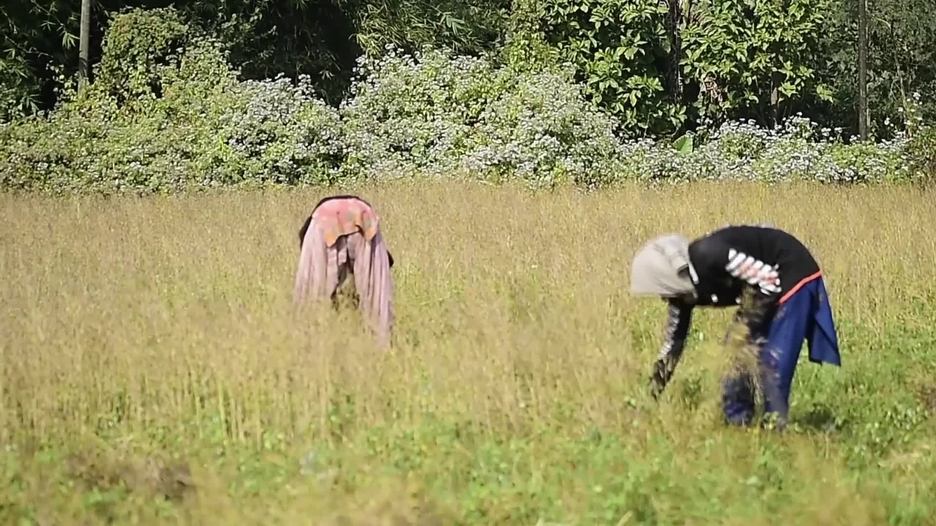 Mustard Harvest In India - 01/25/2026