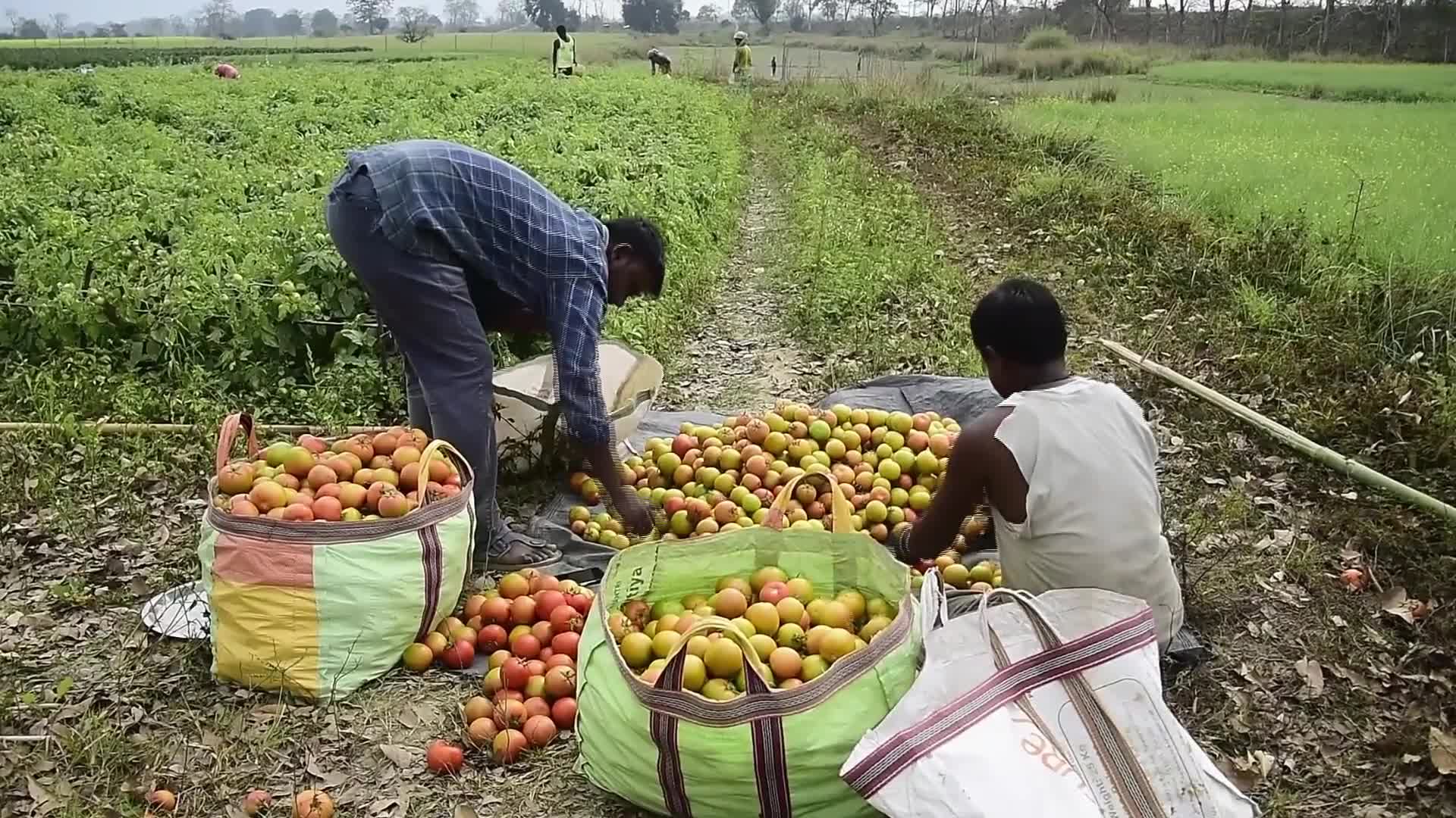 Tomato harvest in India - 01/25/2026