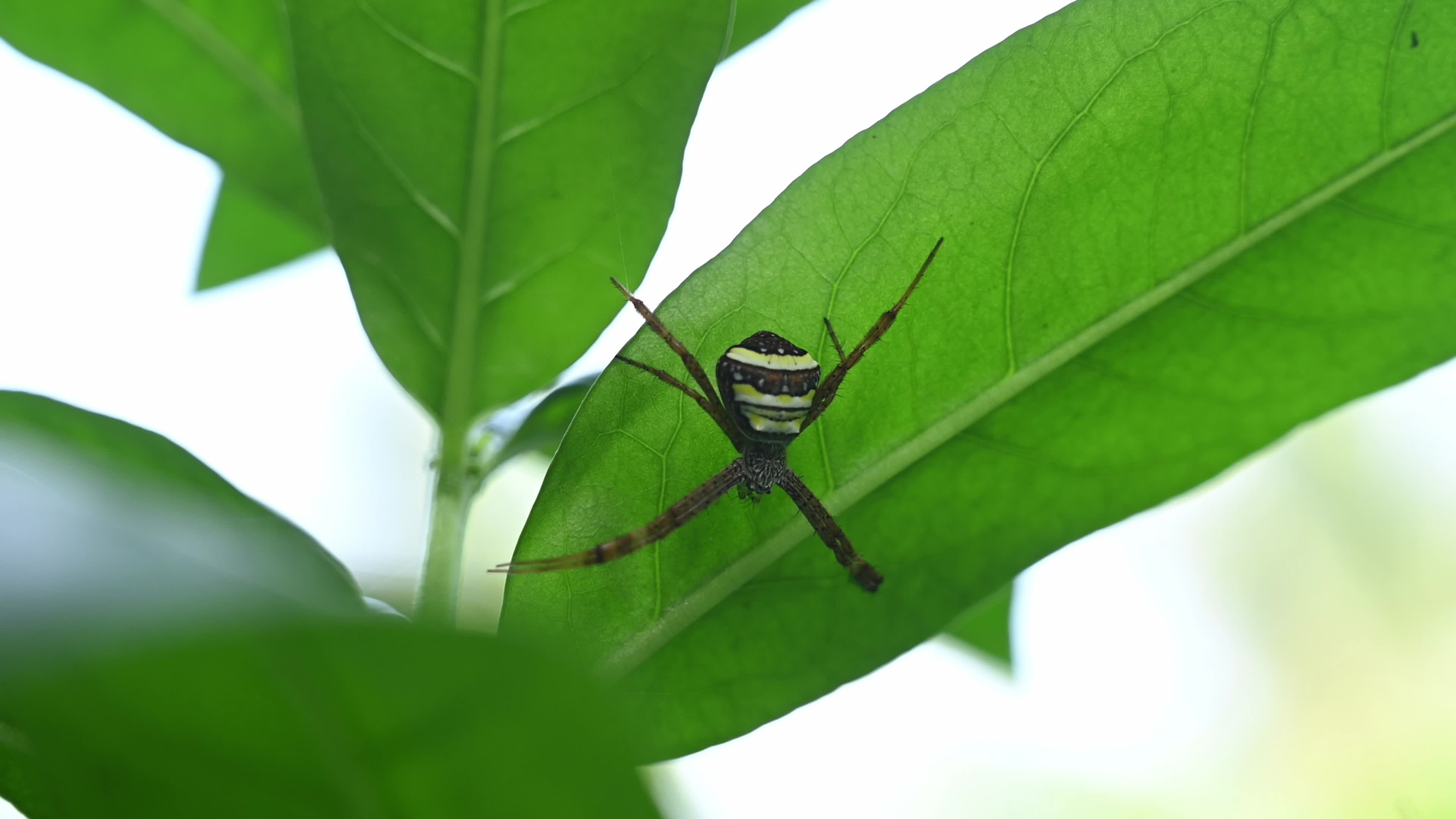 Signature Spider (Argiope Anasuja) - Writing Spider - Animal India