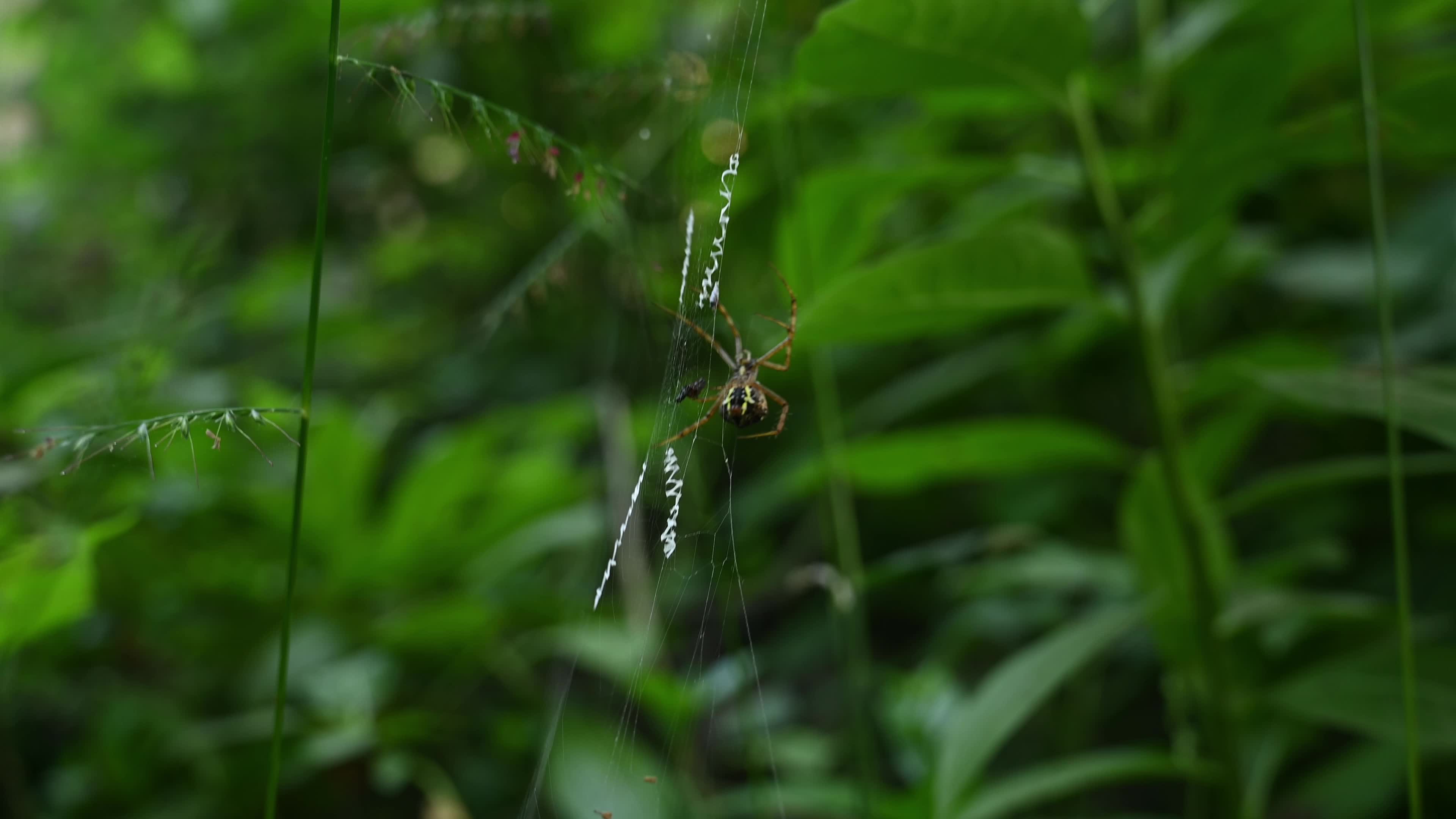 Signature Spider (Argiope Anasuja) - Writing Spider - Animal India