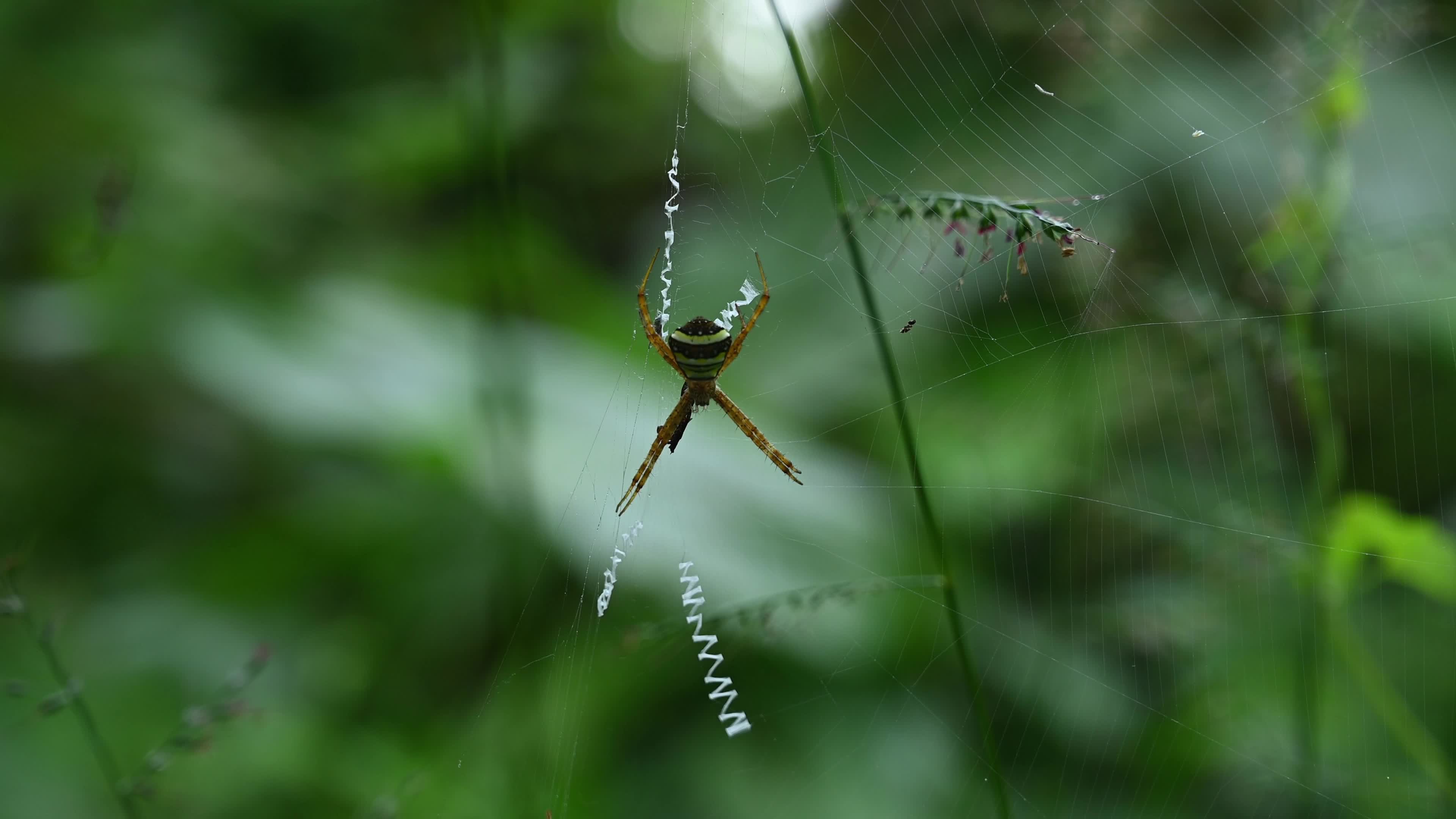 Signature Spider (Argiope Anasuja) - Writing Spider - Animal India