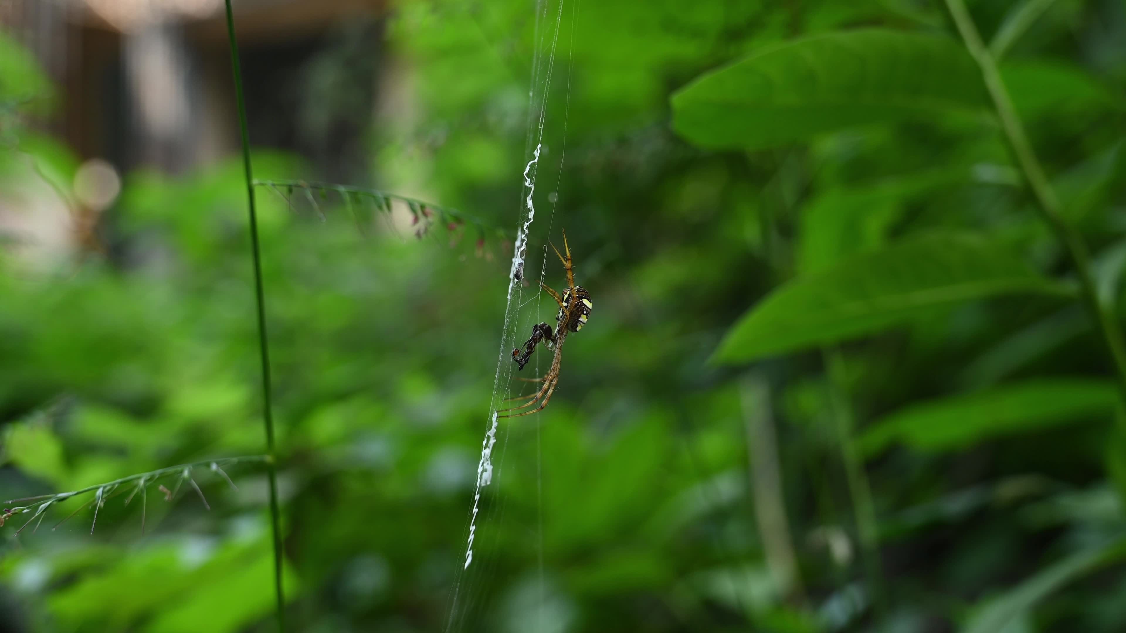 Signature Spider (Argiope Anasuja) - Writing Spider - Animal India