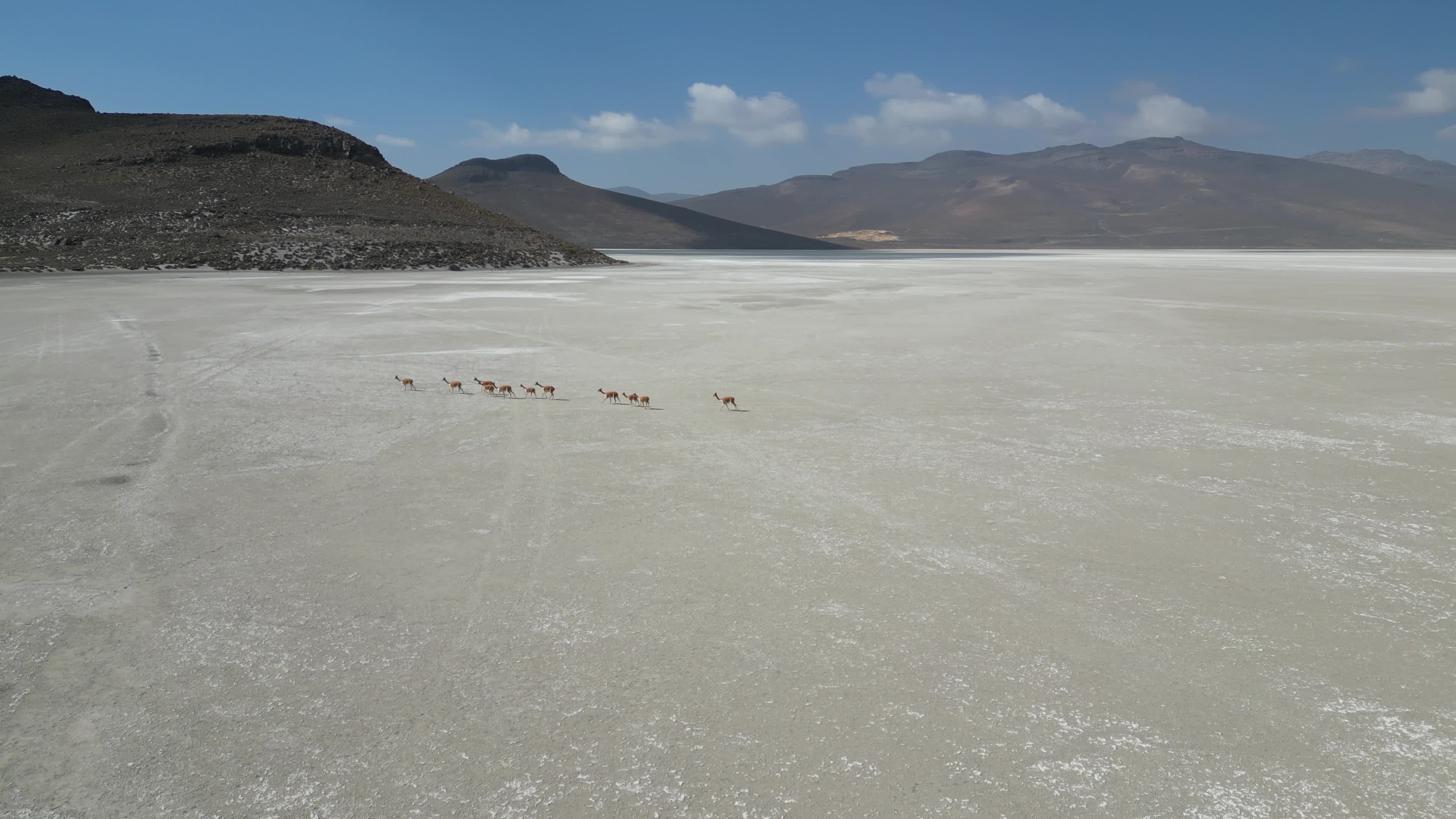 Flock of Vicunas in the Salar de Salinas in Perù