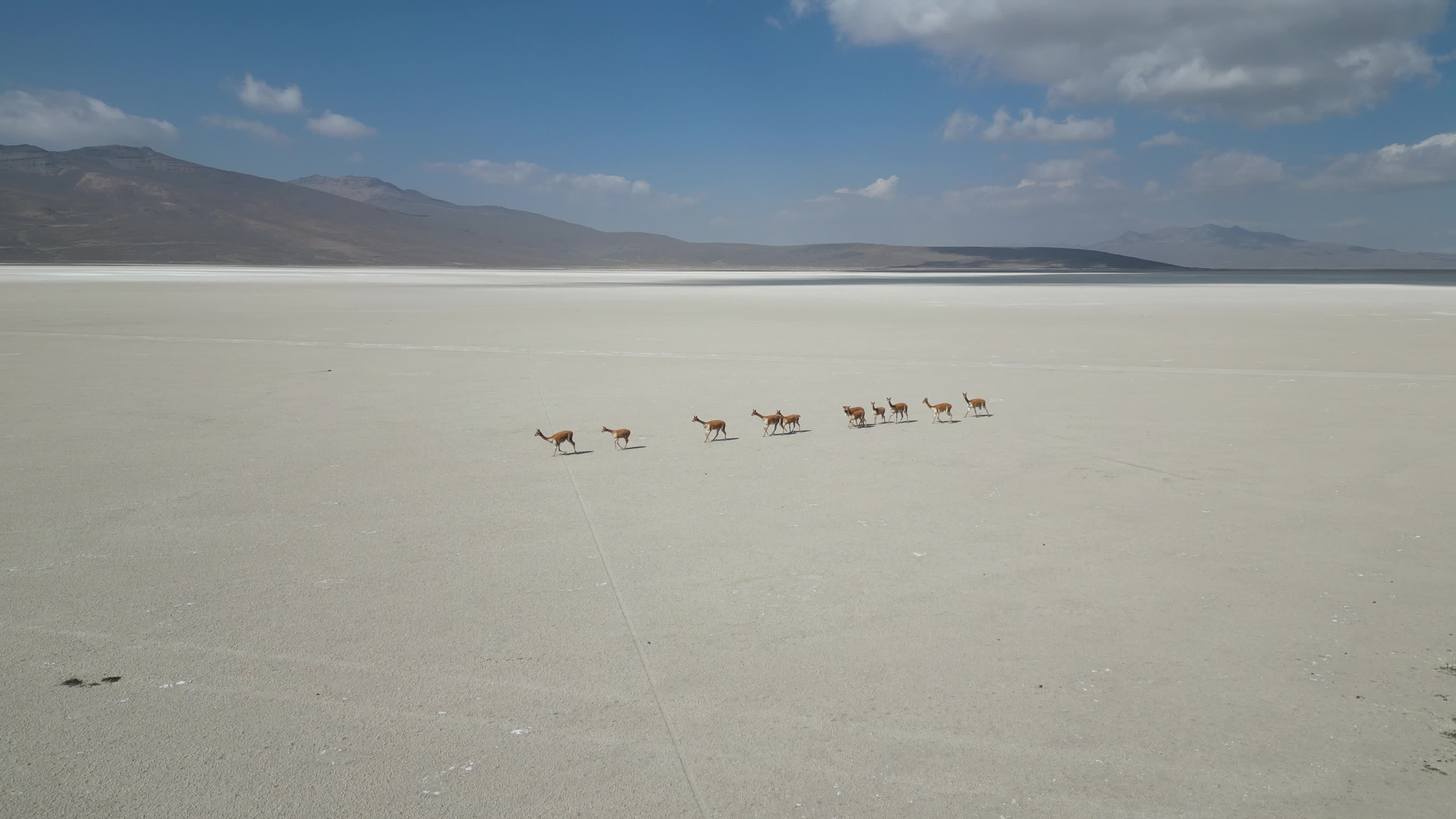 Flock of Vicunas in the Salar de Salinas in Perù