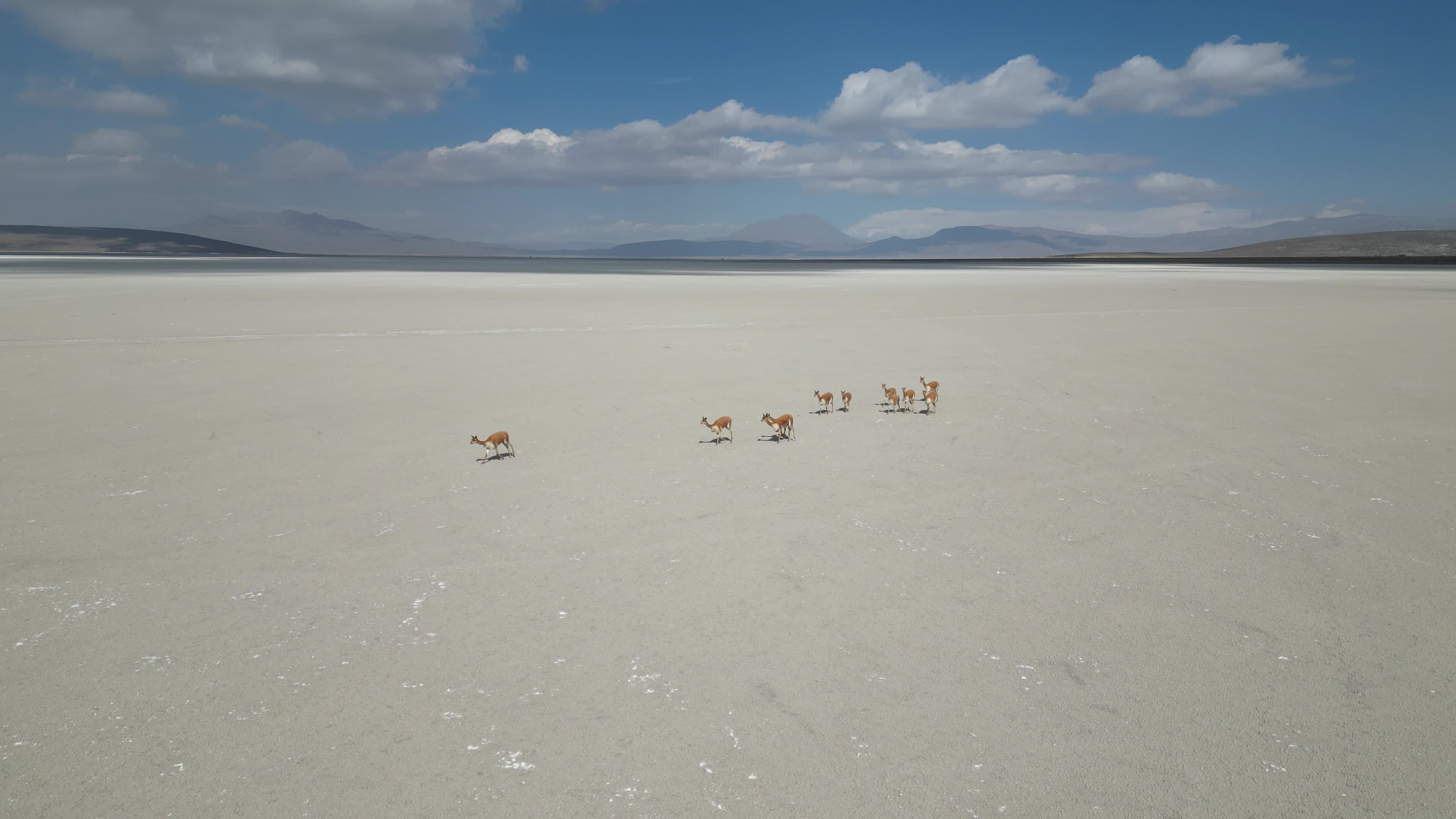 Flock of Vicunas in the Salar de Salinas in Perù