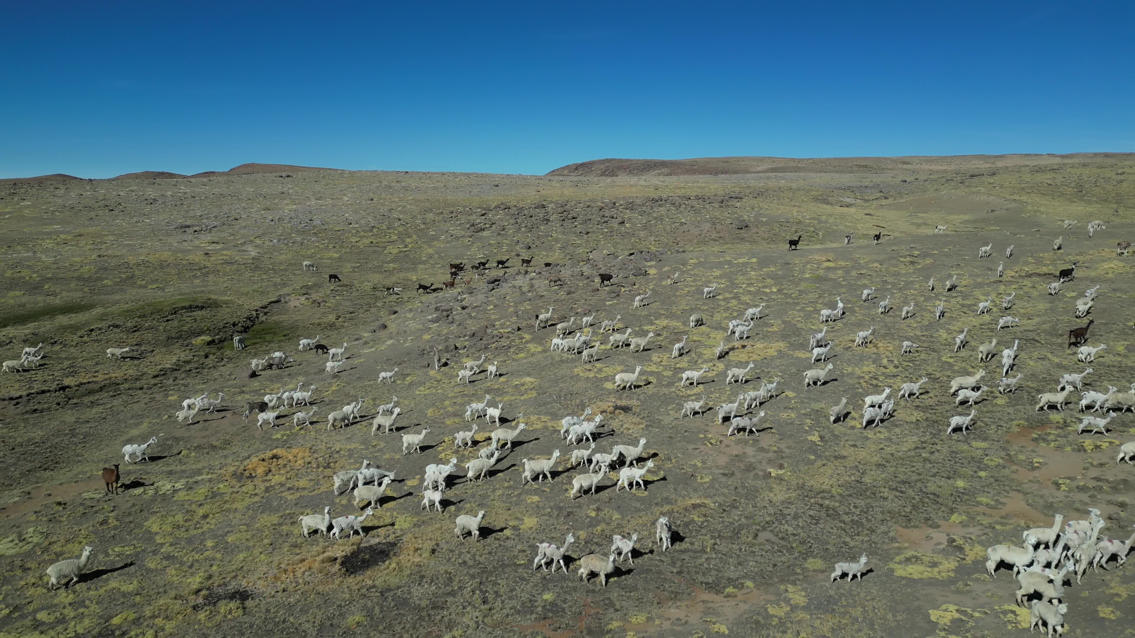 Flock of Alpacas in the Peruvian Andes