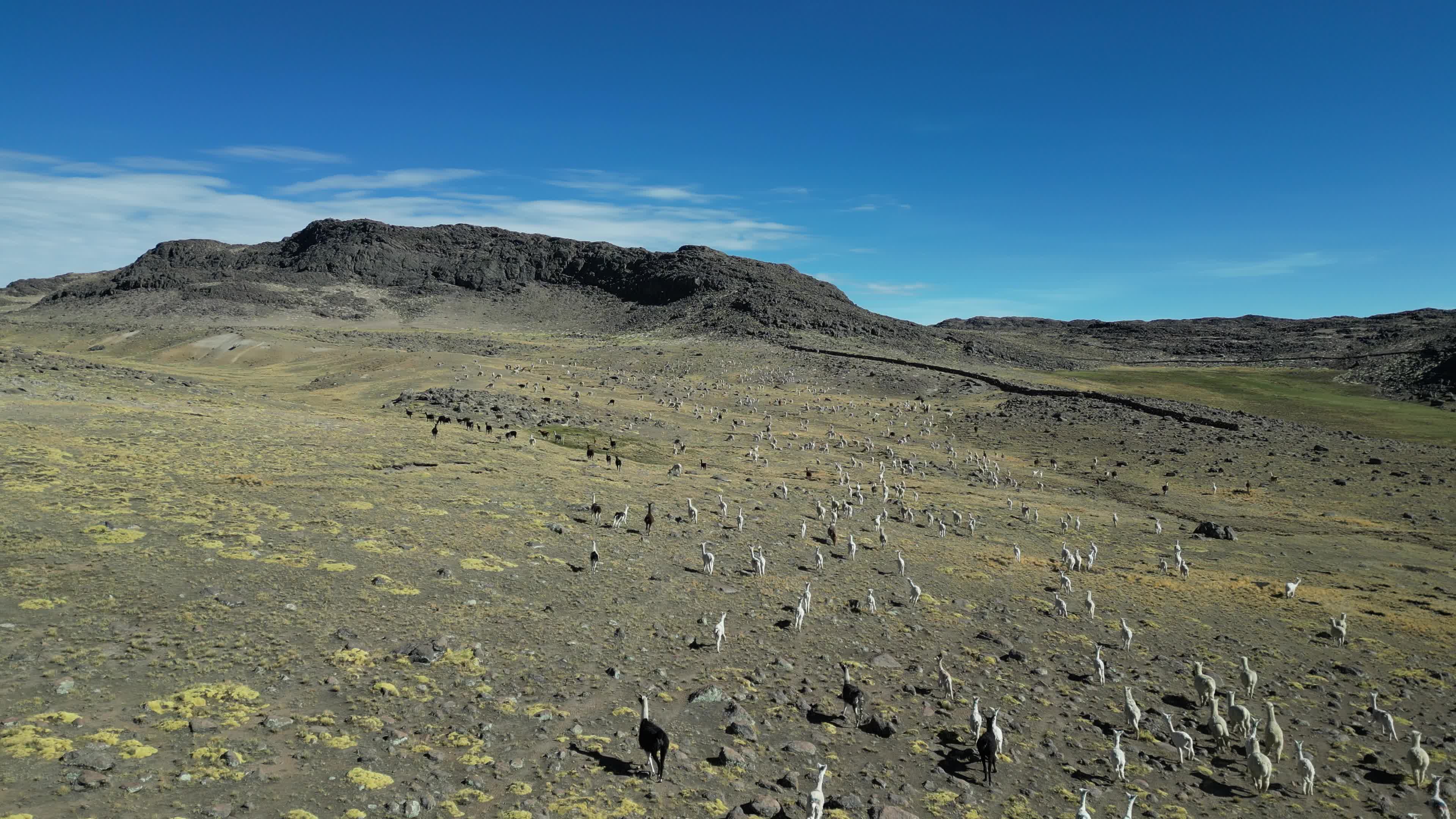 Flock of Alpacas in the Peruvian Andes