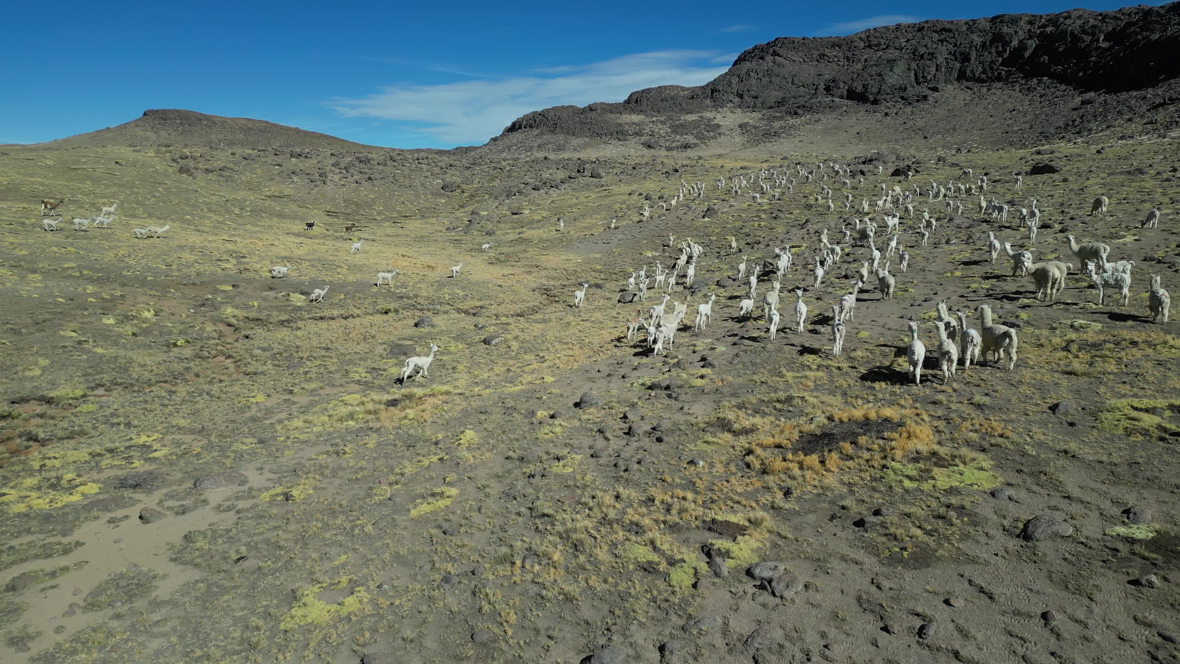 Flock of Alpacas in the Peruvian Andes